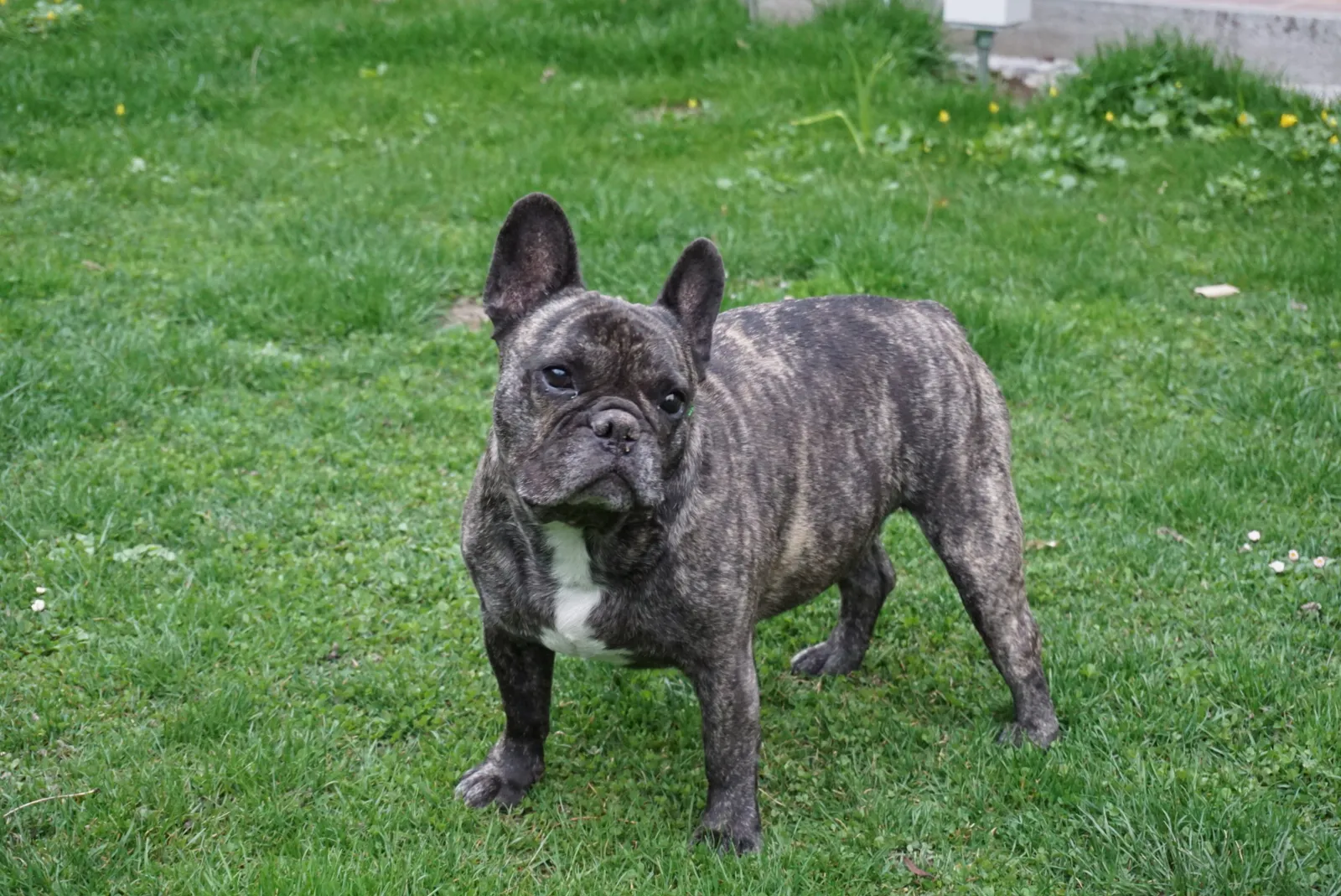 French Bulldog