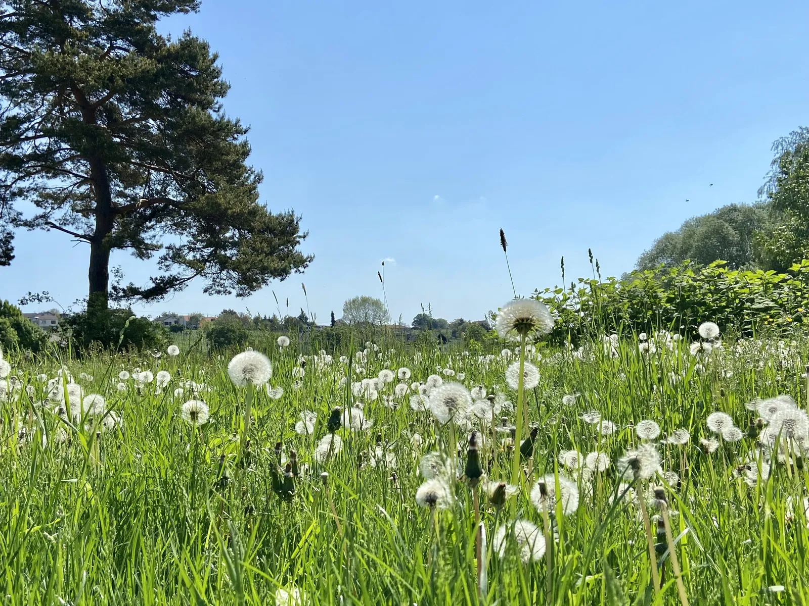 Wiese mit verblühtem Löwenzahn