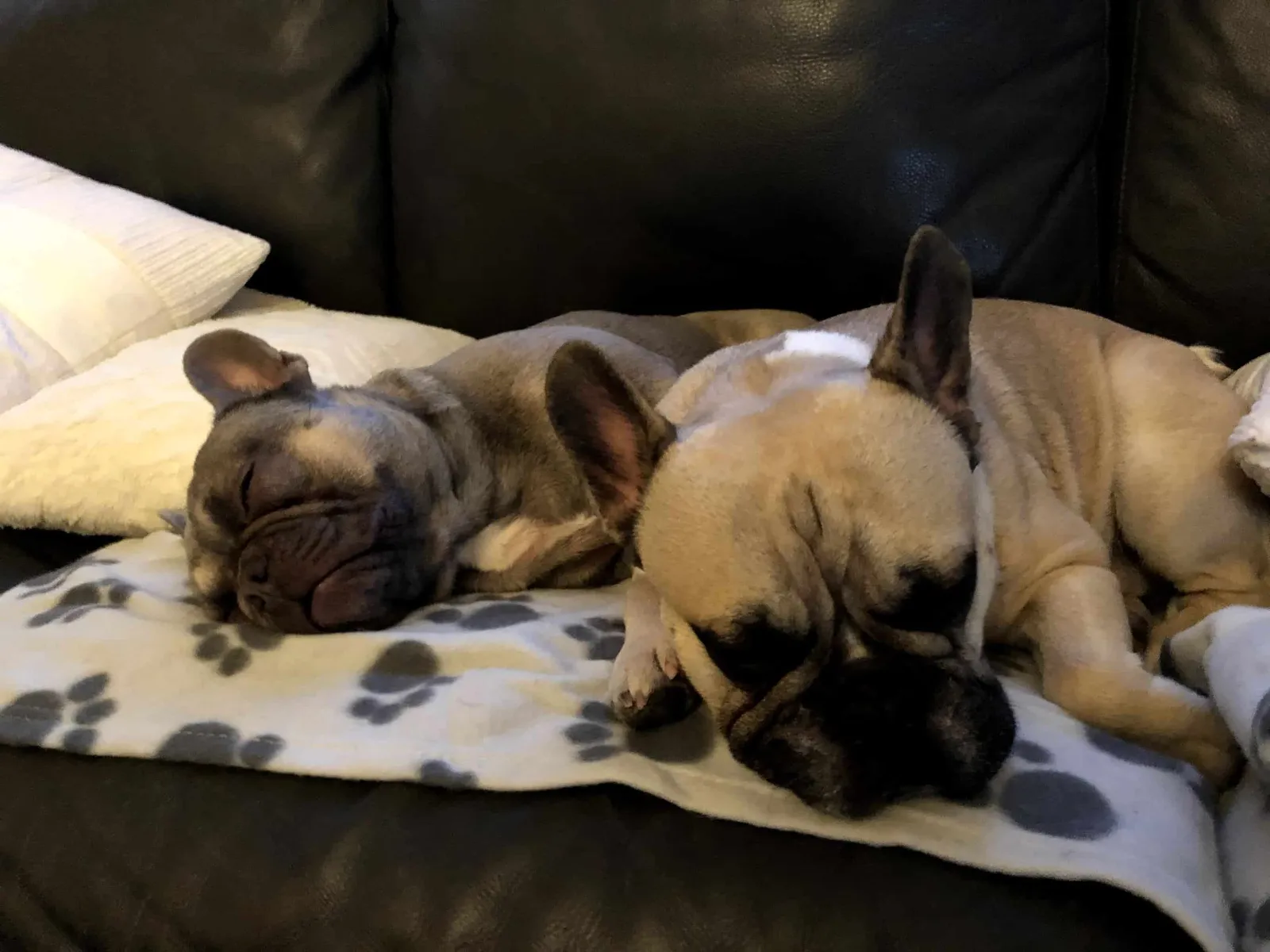 Archie, die französische Bulldogge aus dem Tierheim