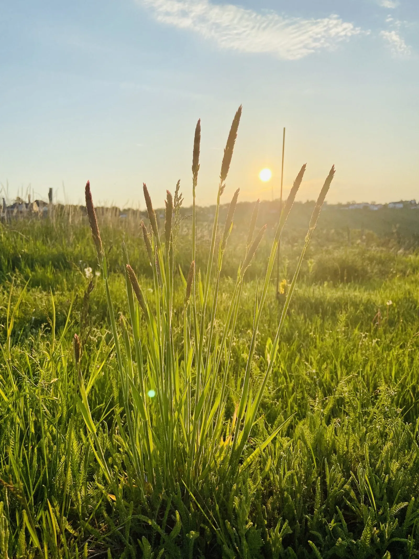 Gräser im Sonnenaufgang