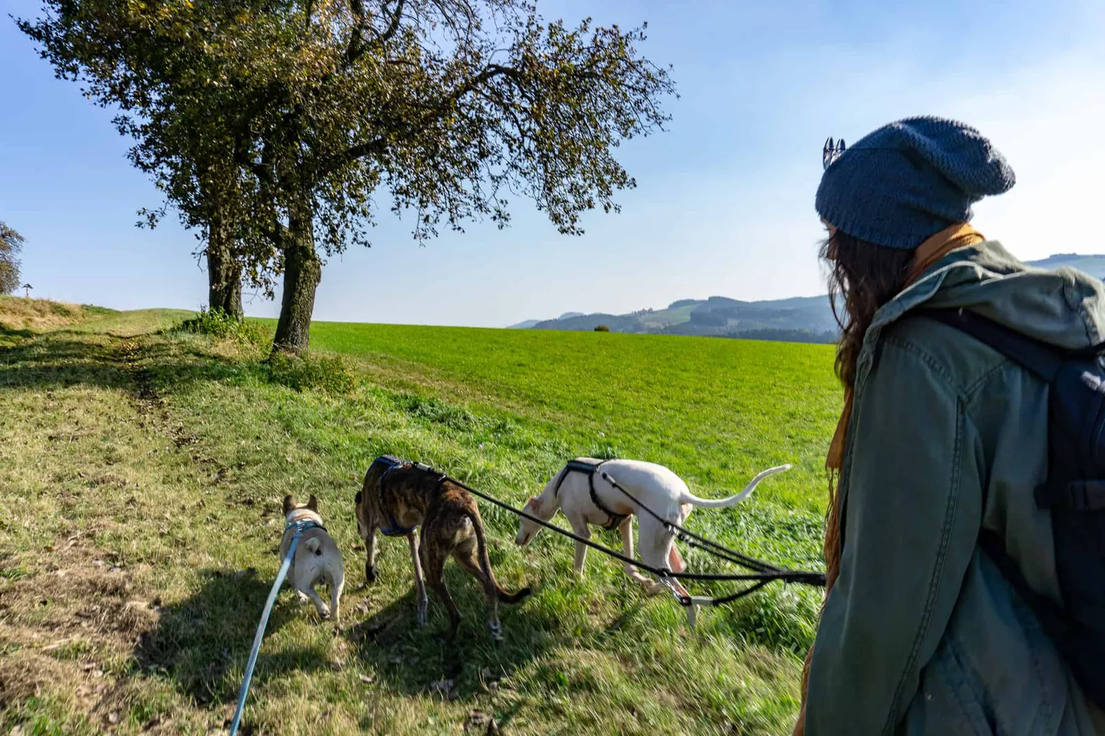 hundefreundliche Wanderung Bucklige Welt
