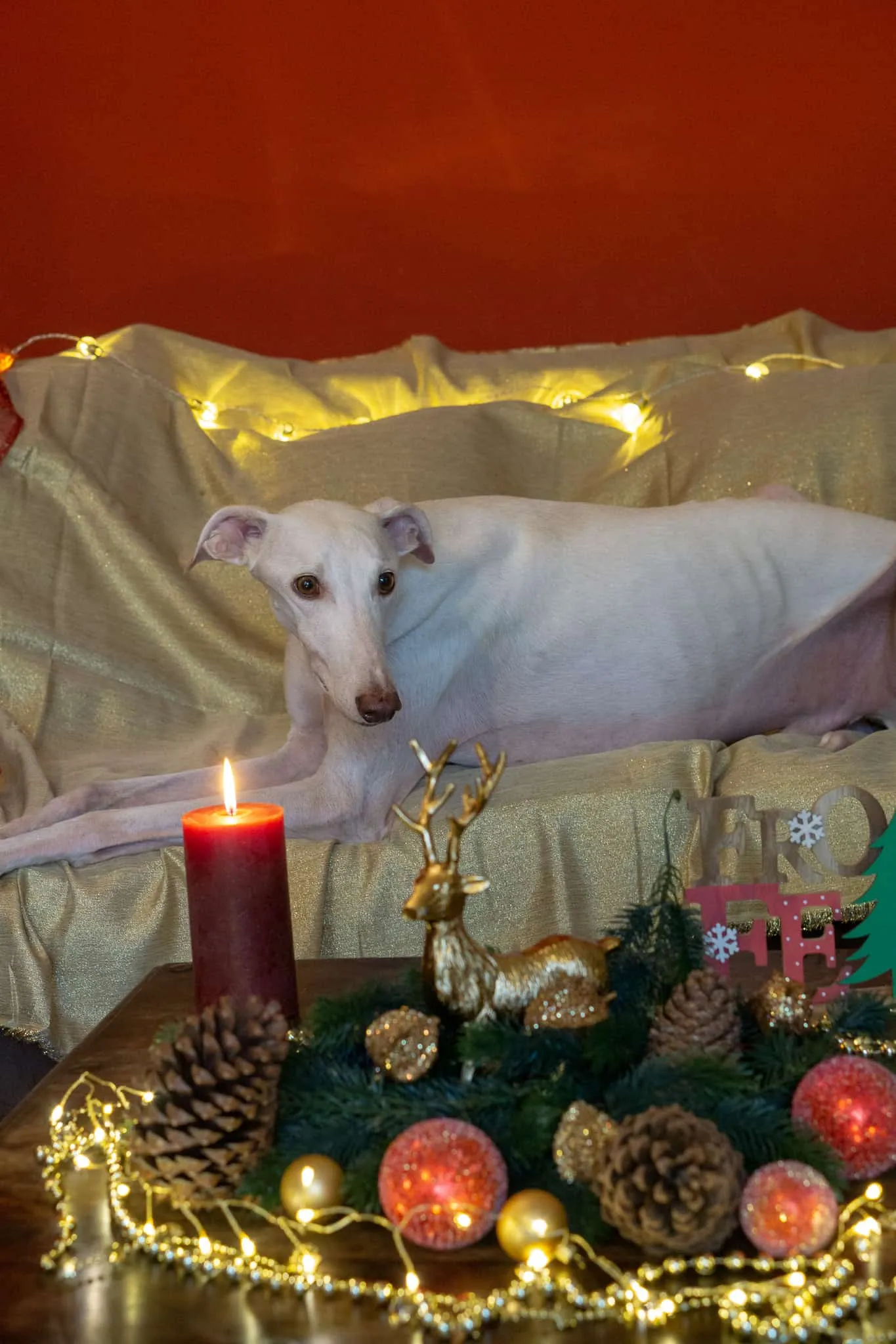 Murphy und die heiligen 3 Galgos - Neroli