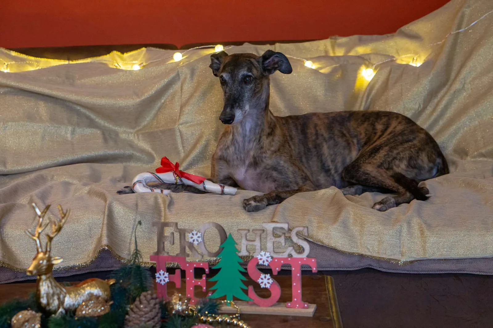 Hundereise tierische Weihnachtsgeschichte
