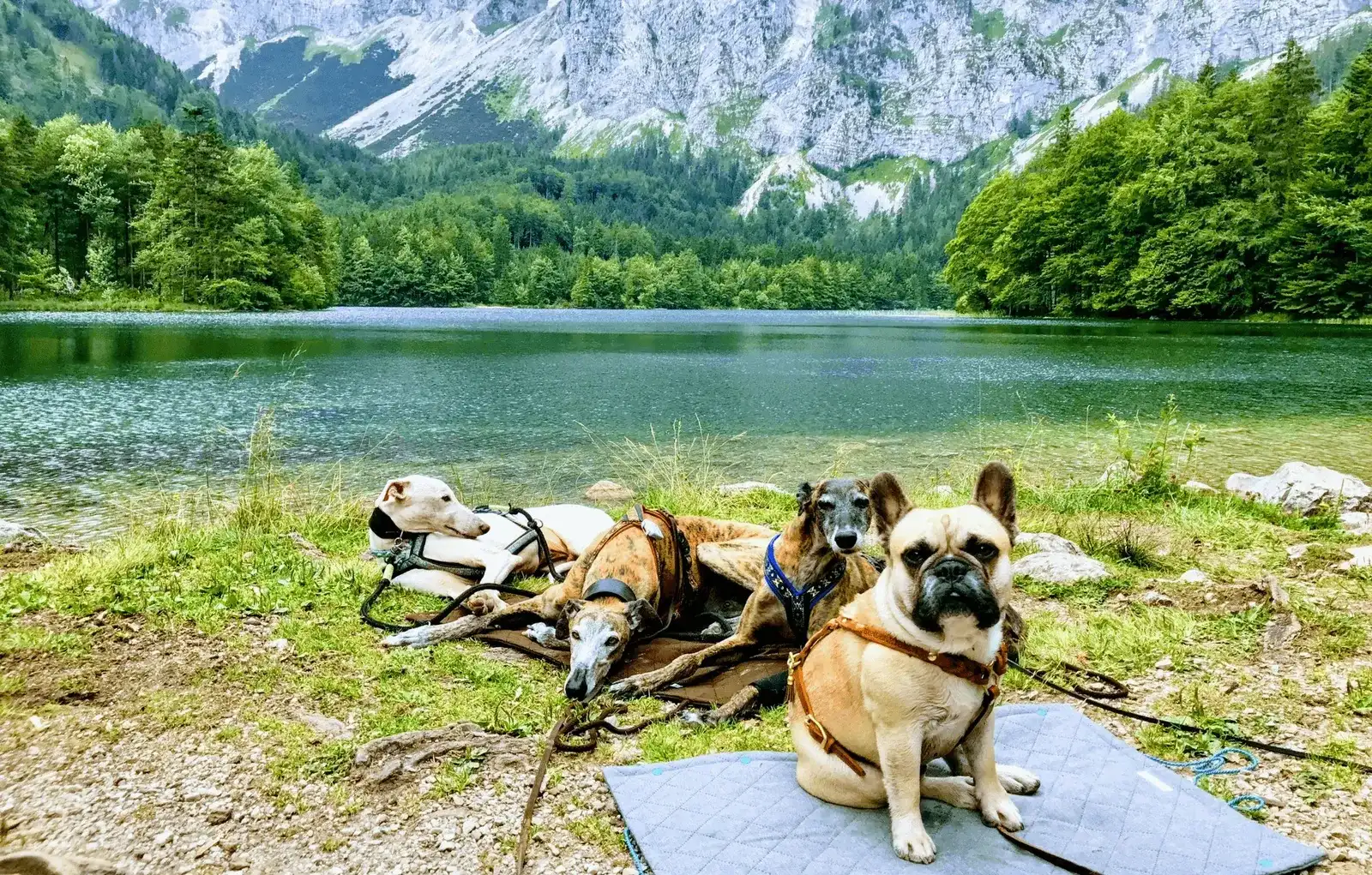 Urlaub mit Hund im Salzkammergut - Unterkunft und Wanderungen rund um Bad Ischl - Teil 1