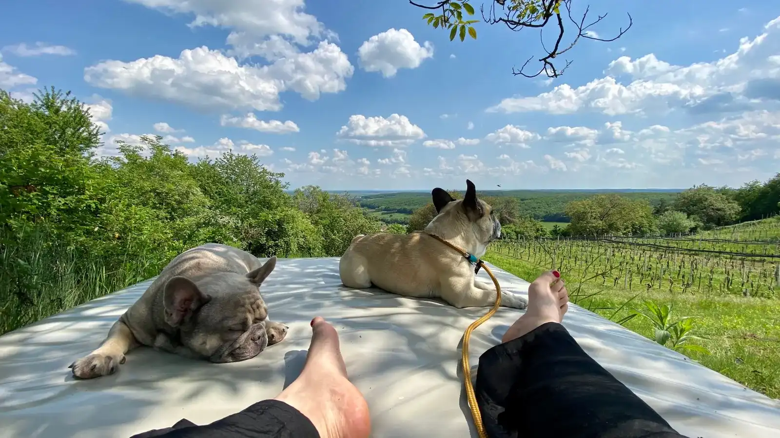 Hundeurlaub im Weinloft 2 am Eisenberg, Burgenland
