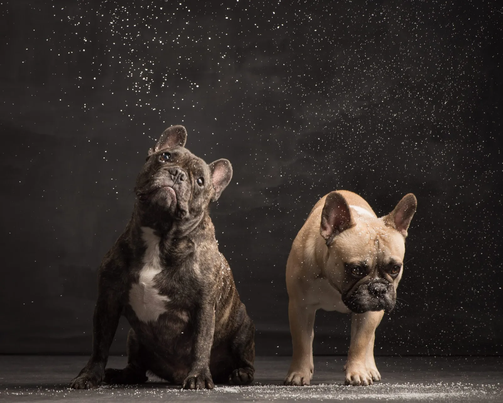 Beste Hundefreunde