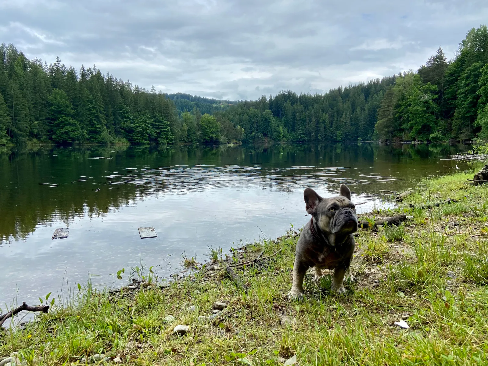Archie vor dem Stausee