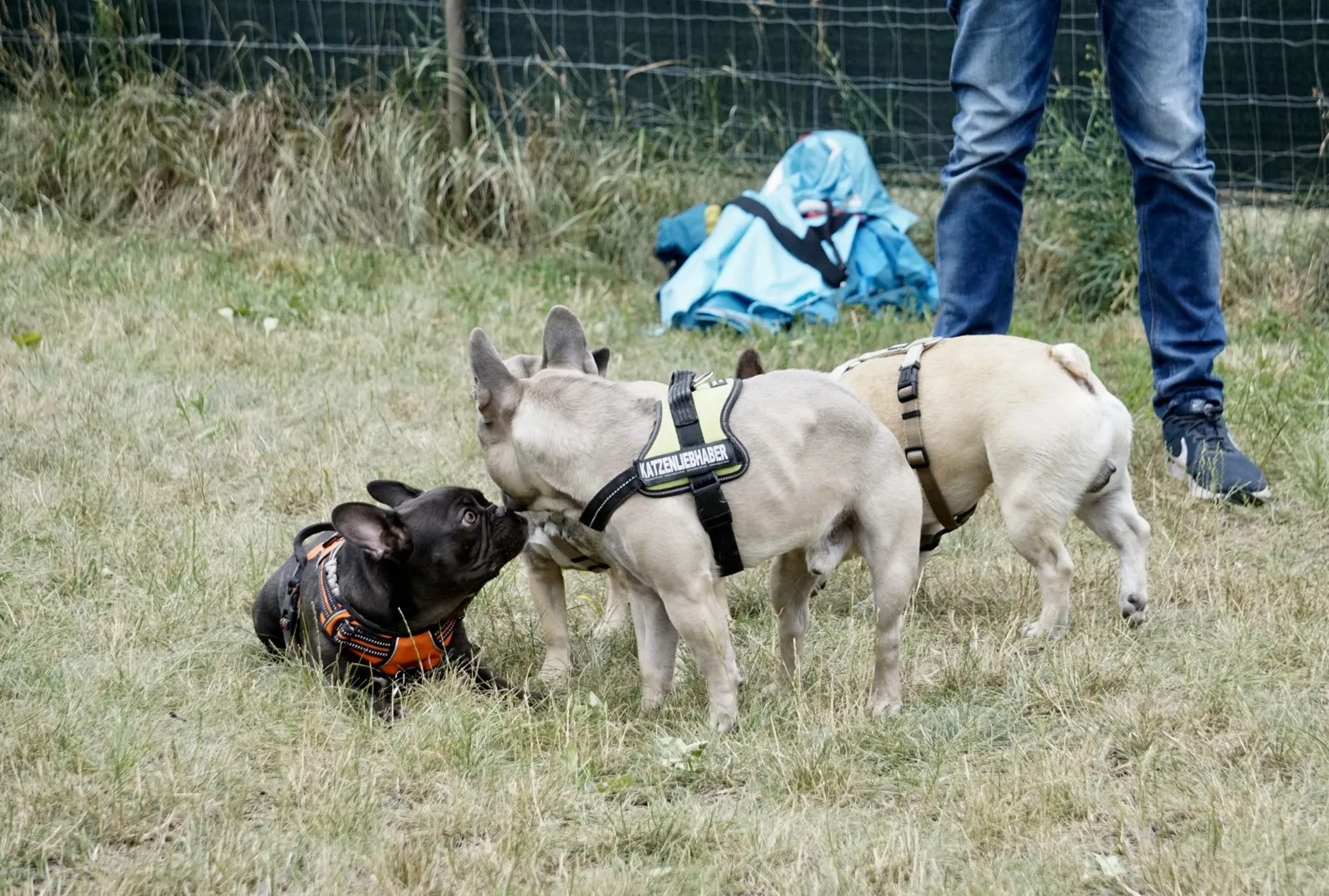 French Bulldog