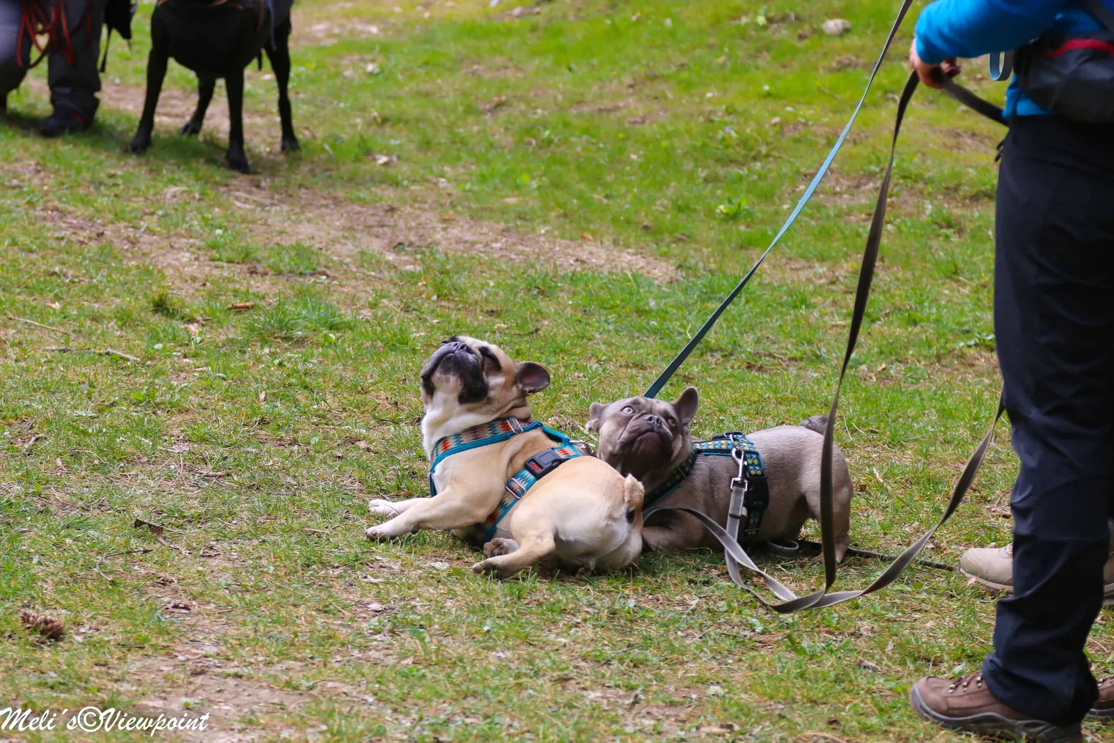 Kräuterwanderung mit Hund in Wöllersdorf-Steinabrückl