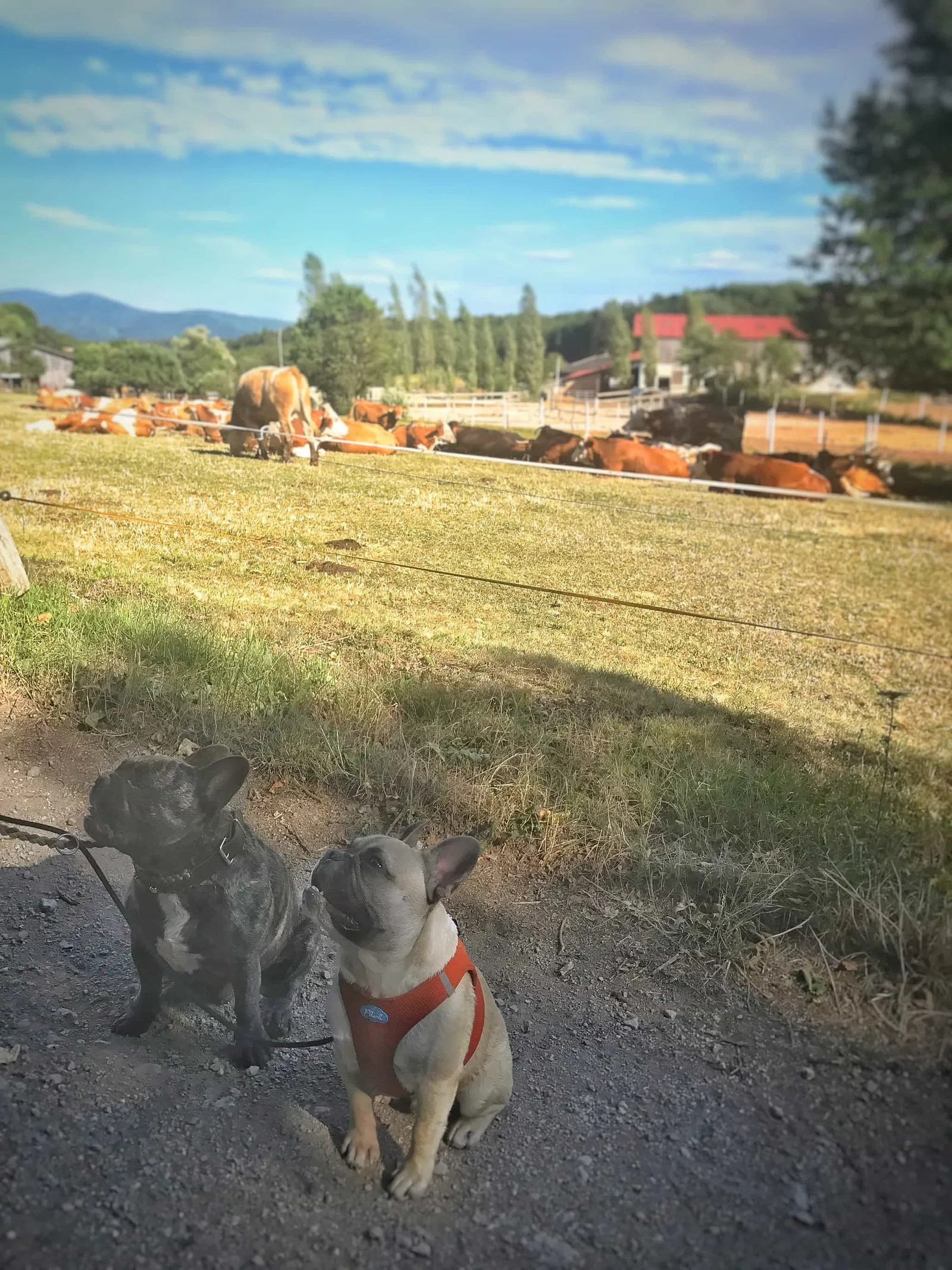 Ausflug mit Hund zur Meierei Füllenberg
