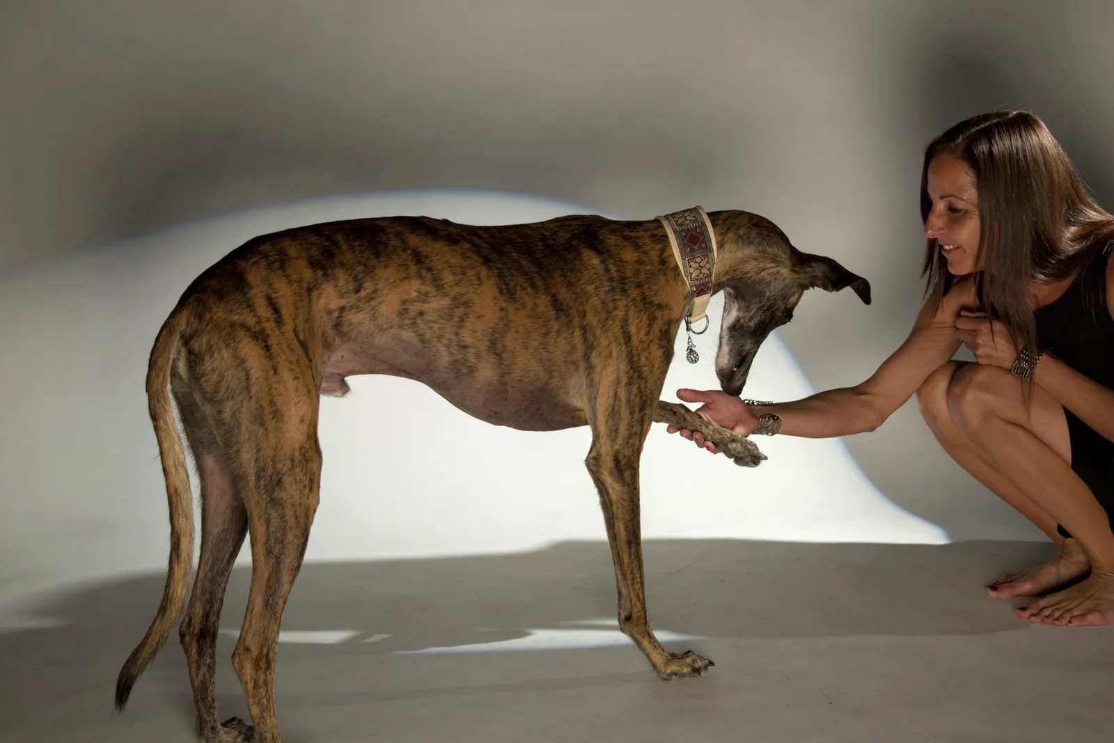 Galgo Tricks