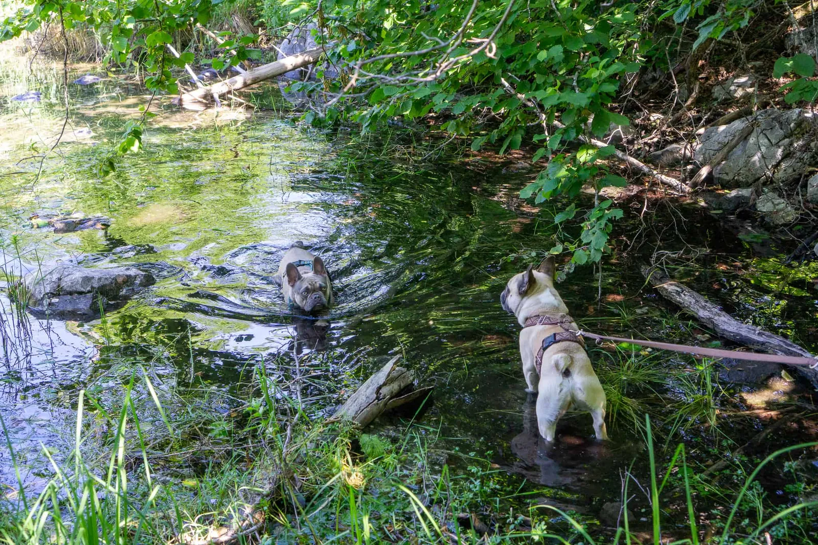 Großer Ödsee Hundereise