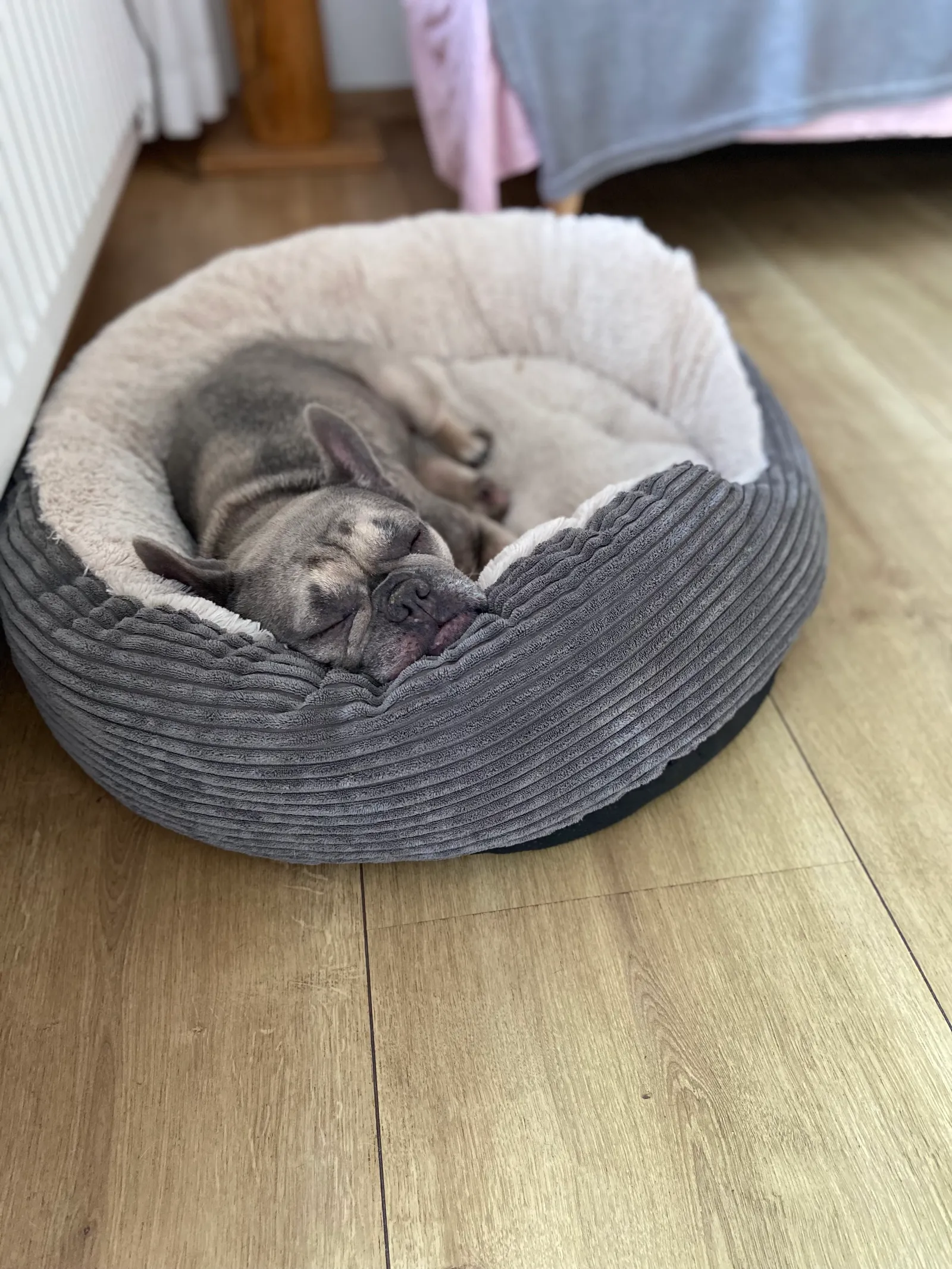 Unterkunft_Mörbisch_Archie-chillt
