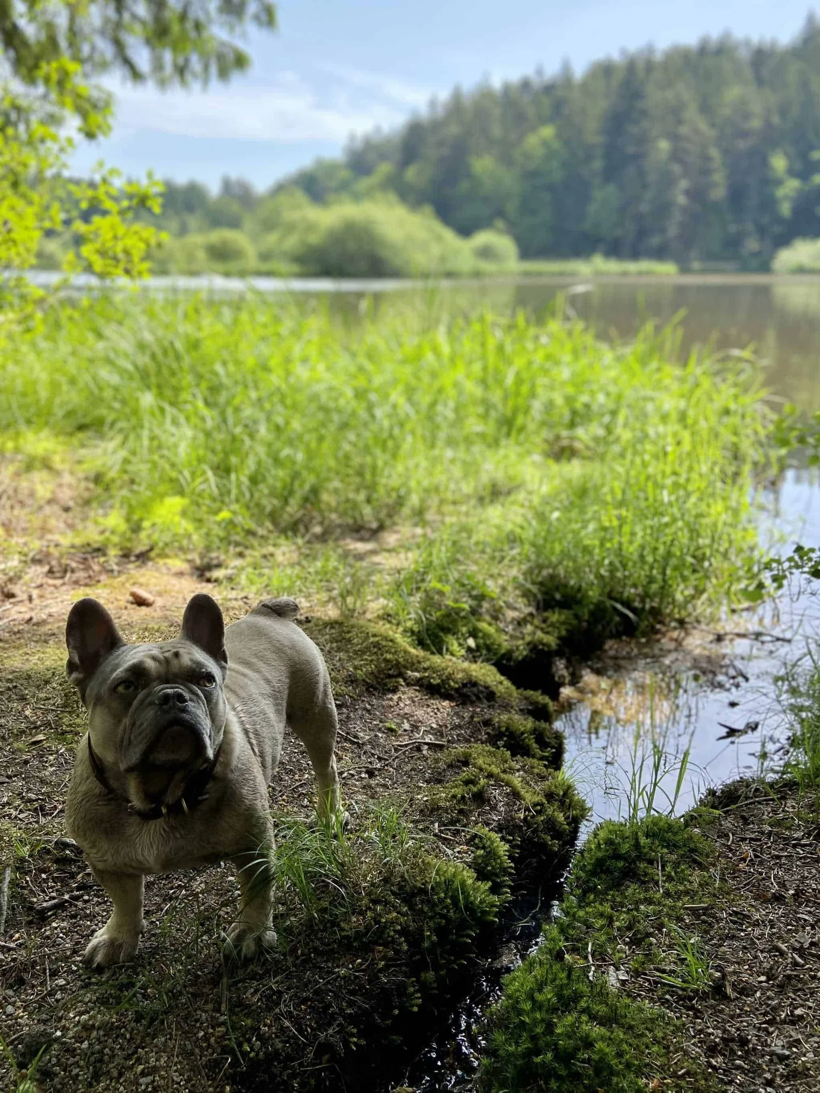 Archie neben einem Minibach