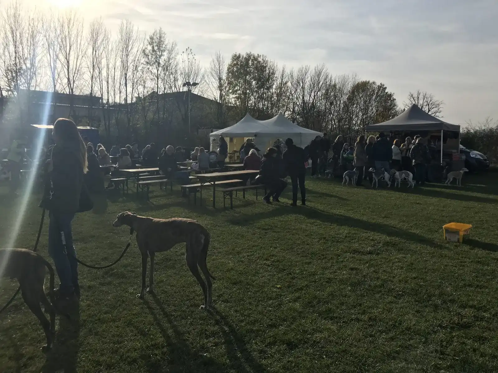 Ein Besuch am Windhundweihnachtsmarkt