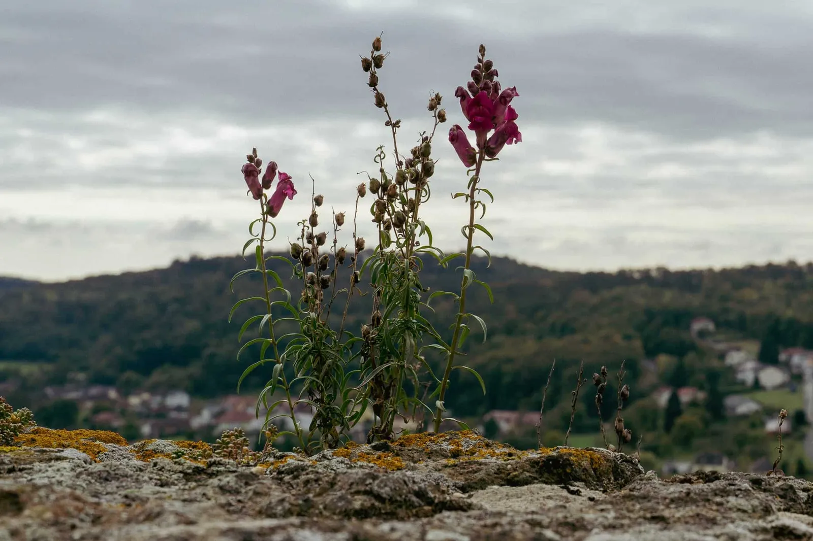 Burg Güssing Pflanze Ausblick