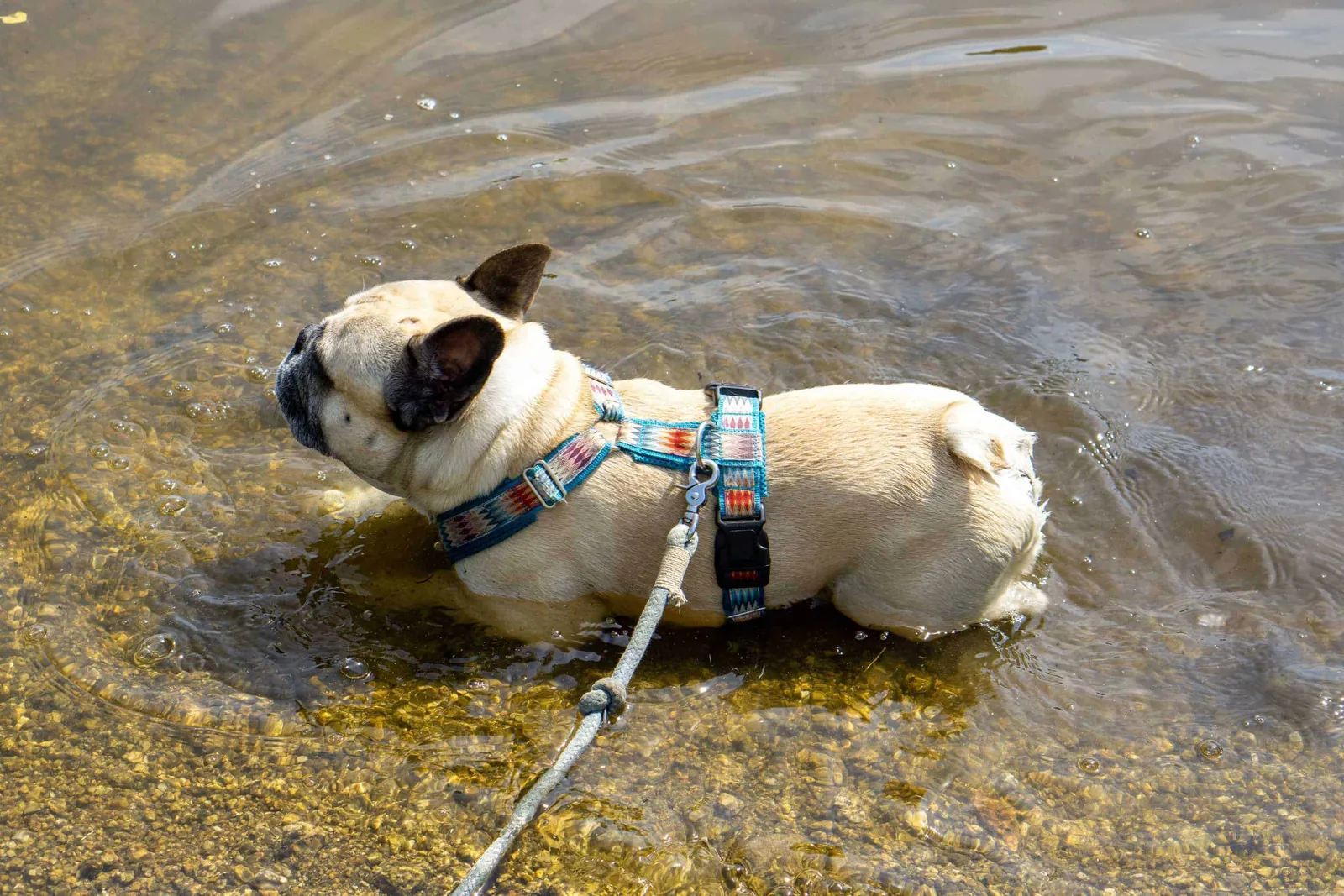 Murphy badet im Herrensee