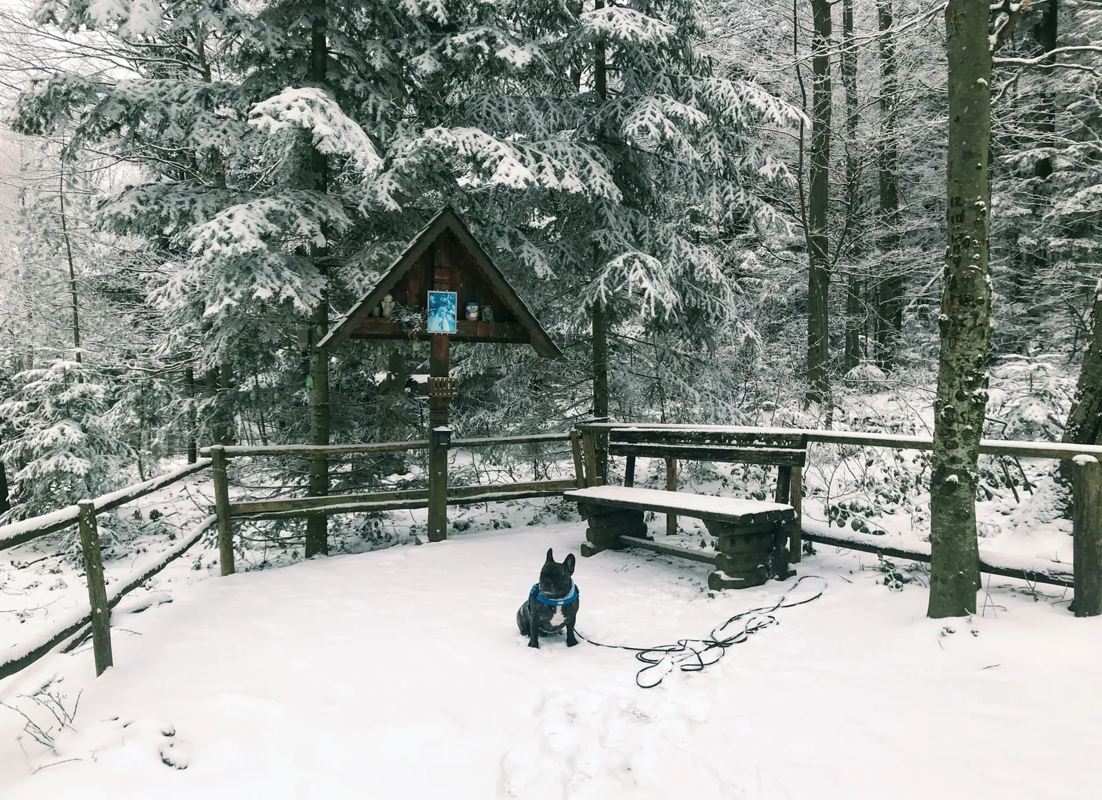 Hundewanderung