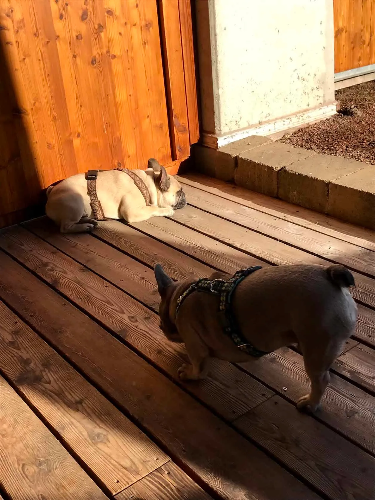 Urlaub im hundefreundlichen Wellnesshotel Larimar in Stegersbach, Burgenland