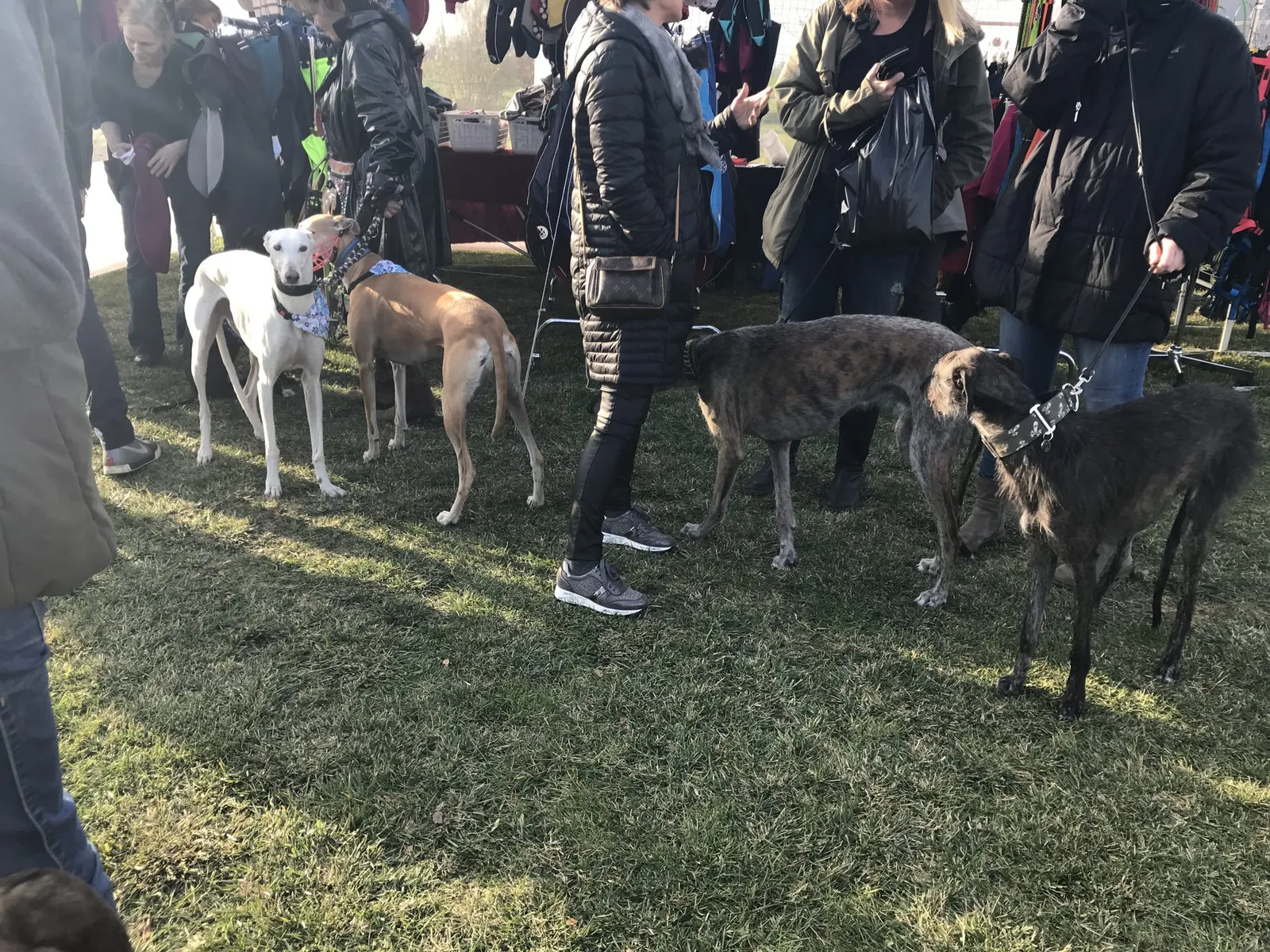 Ein Besuch am Windhundweihnachtsmarkt