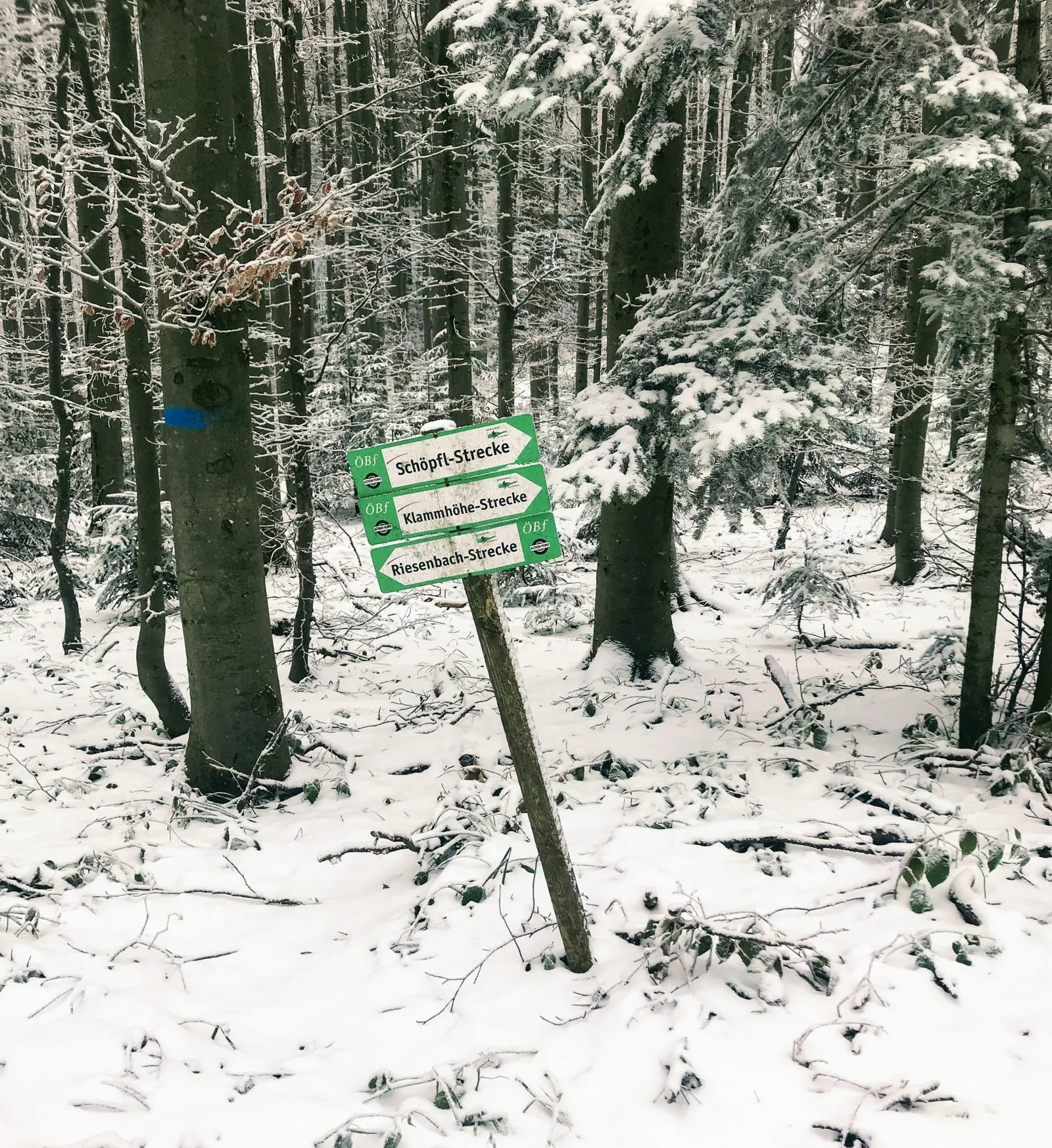 Hundewanderung