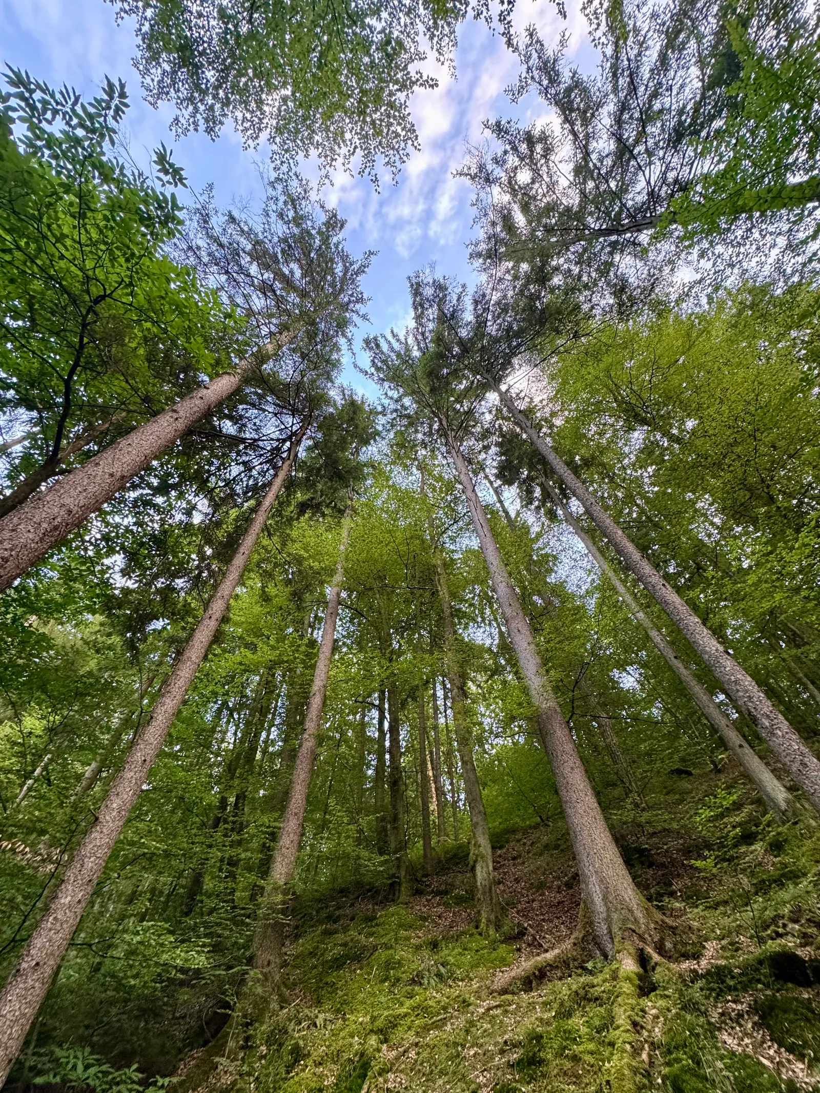 Blick von unten in die Baumkronen eines Mischwalds bei blauem Himmel.