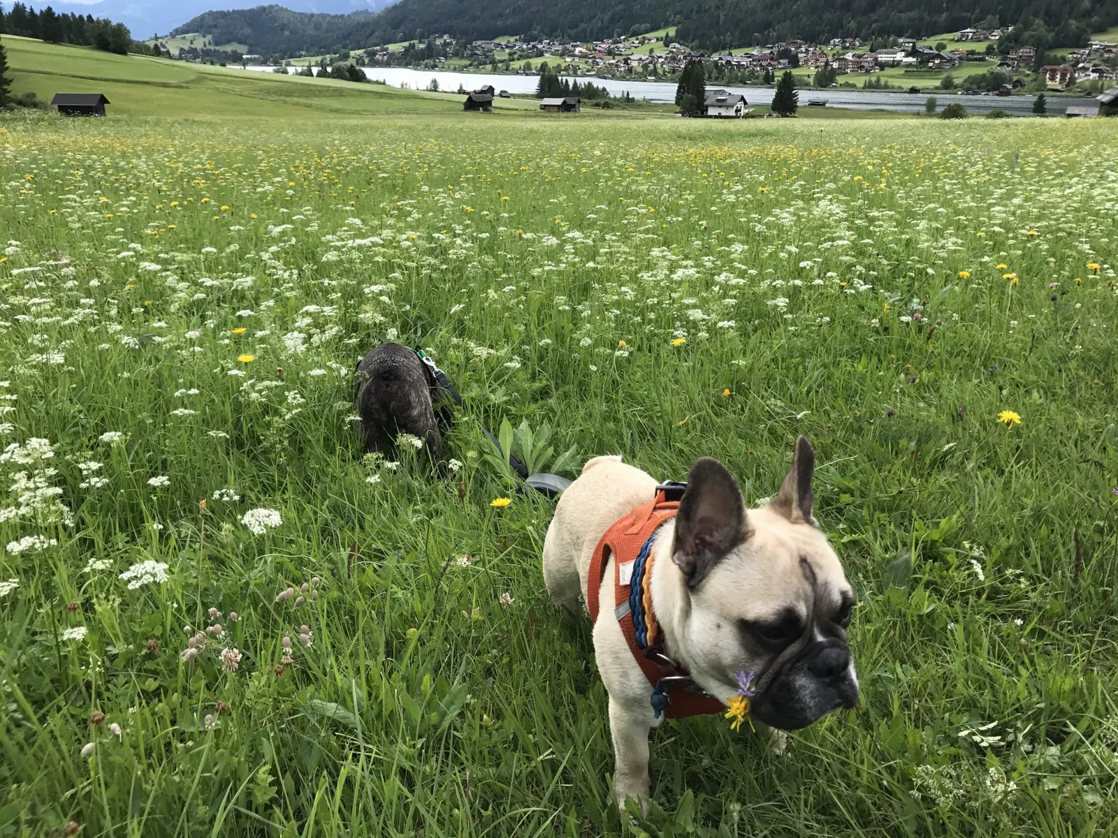 Urlaub mit Hund am Weissensee, Kärnten
