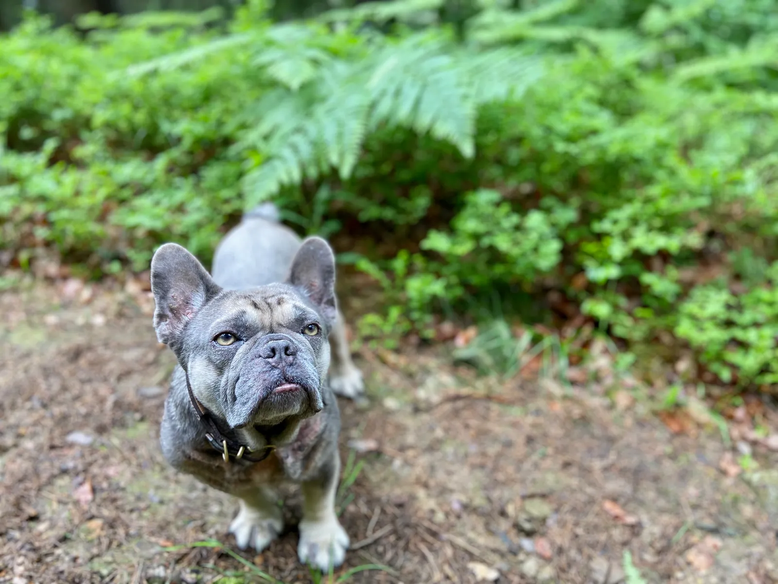 Archie am Weg
