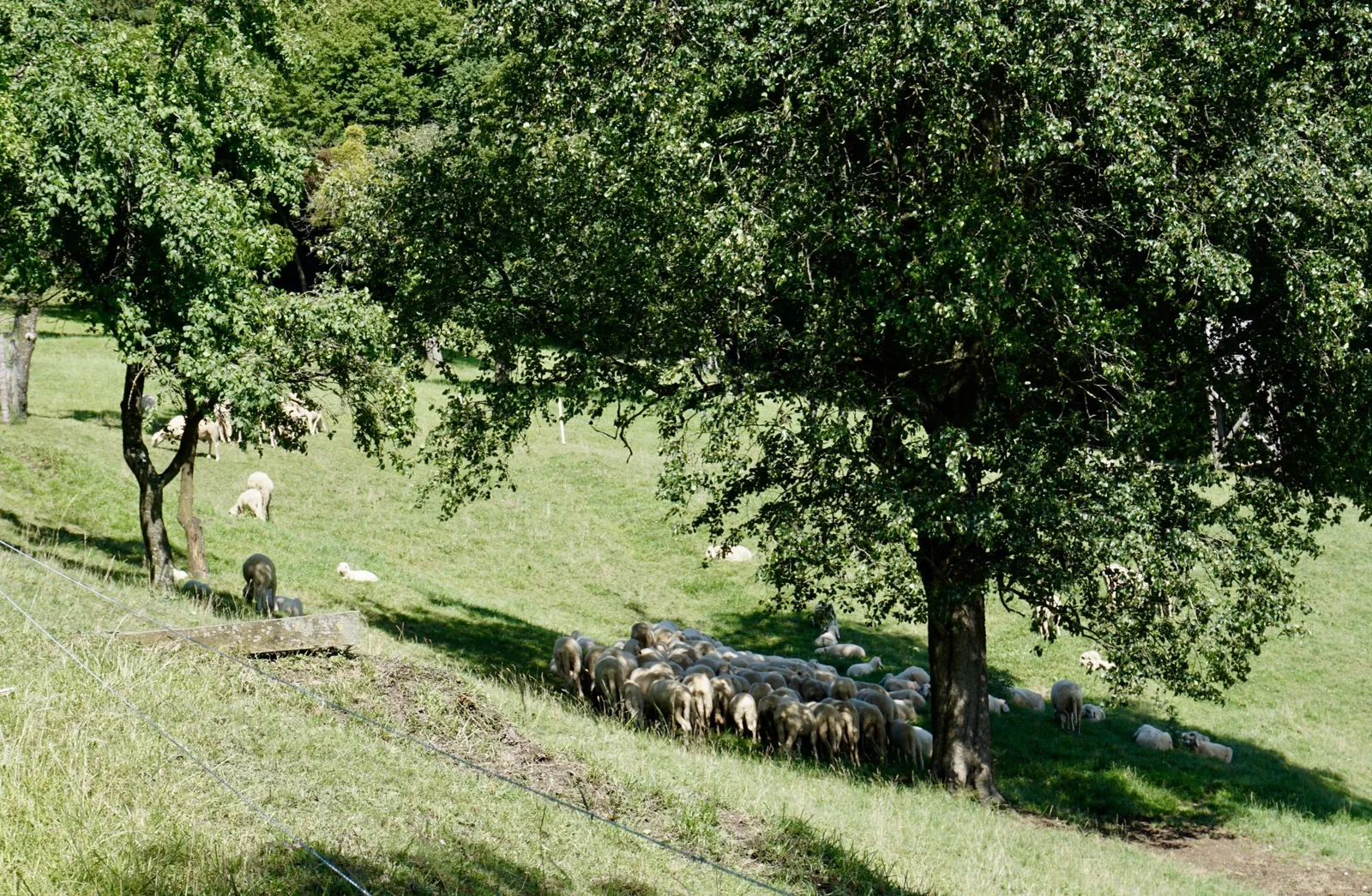 Schafe Geißbühel