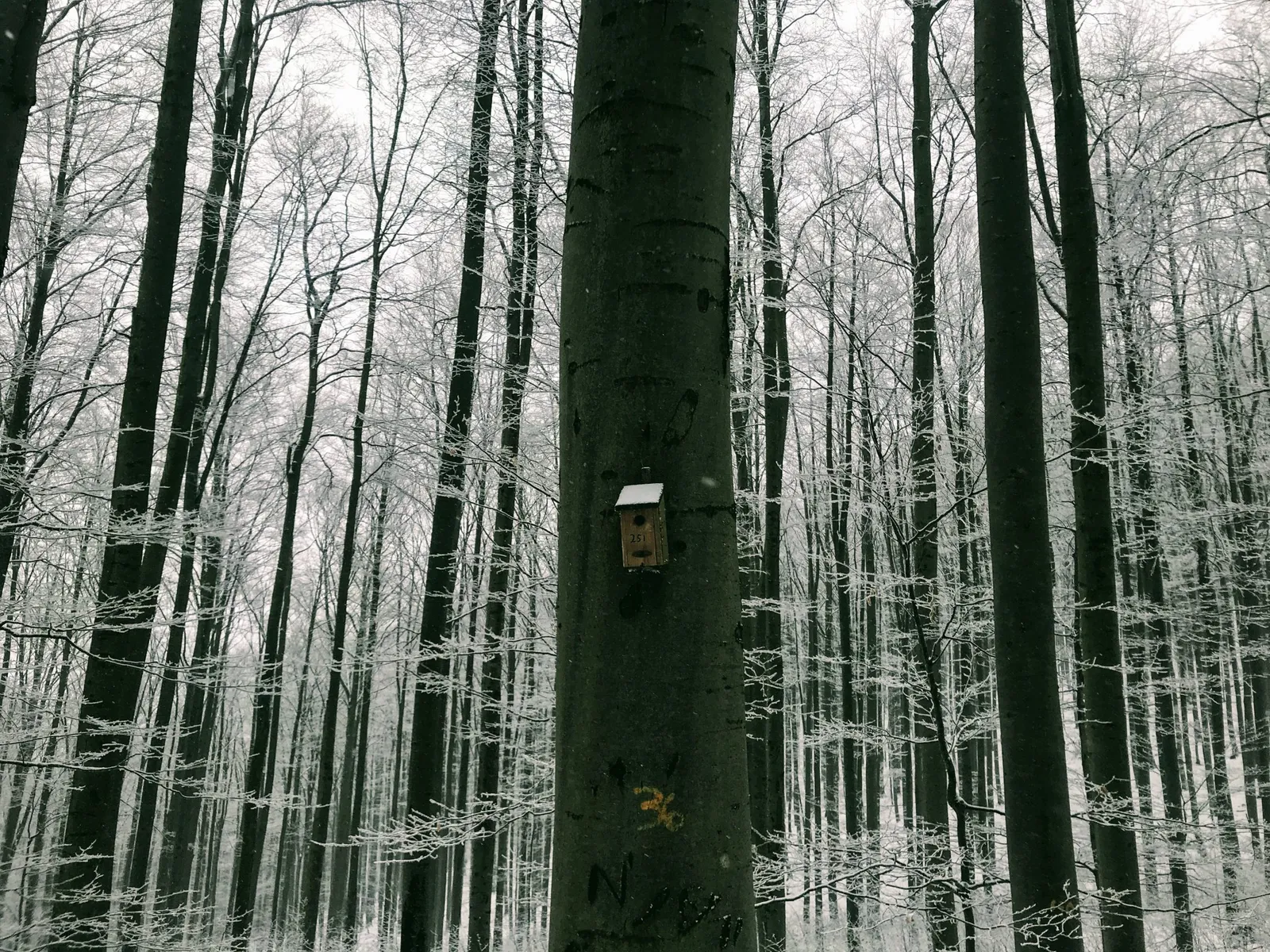 Hundewanderung