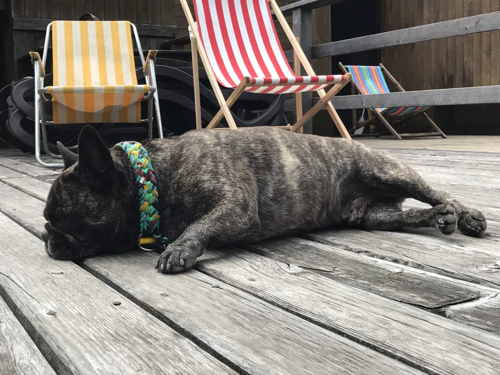 Urlaub mit Hund am Weissensee, Kärnten