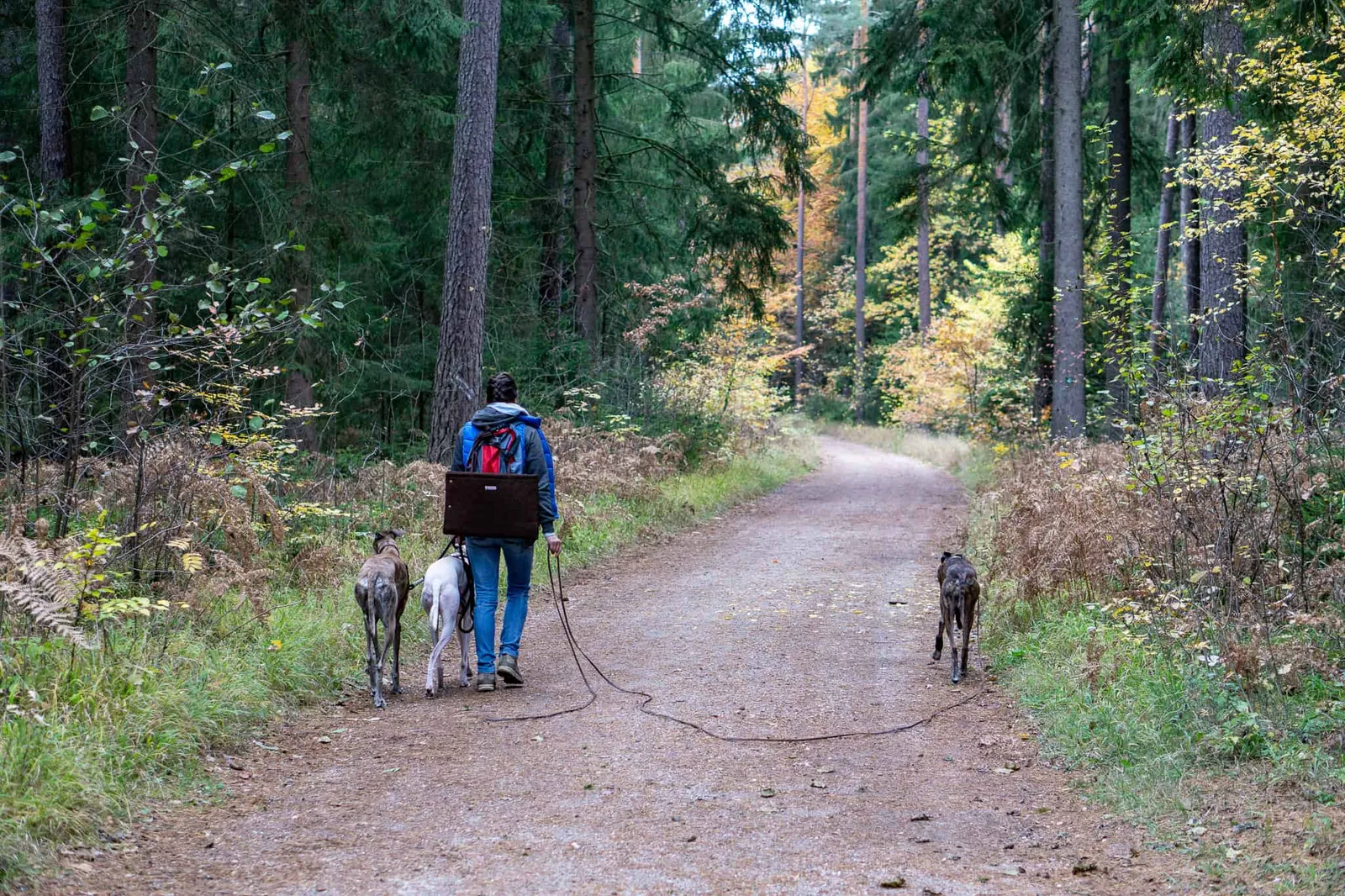 Hundereise Wandern Schwarzach Deutschland