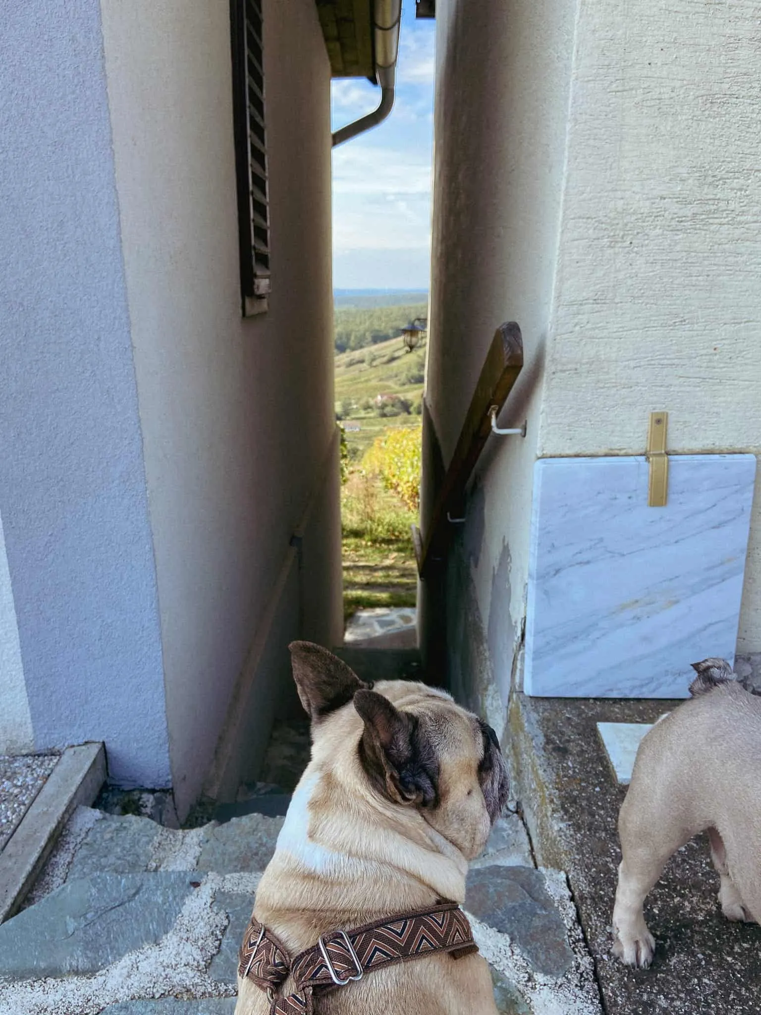 Murphy vor einer sehr schmalen Gasse am Eisenberg