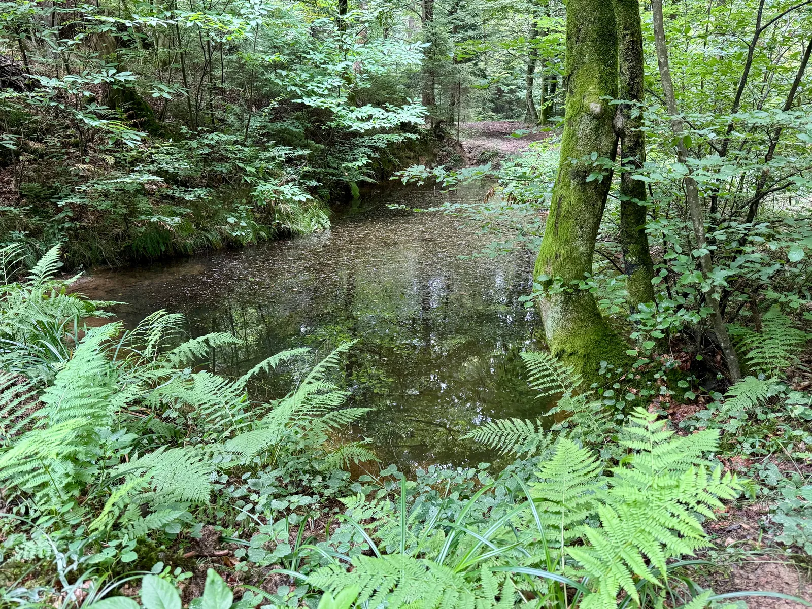 Kleiner Waldteich umgeben von Farnen und bemoosten Bäumen.