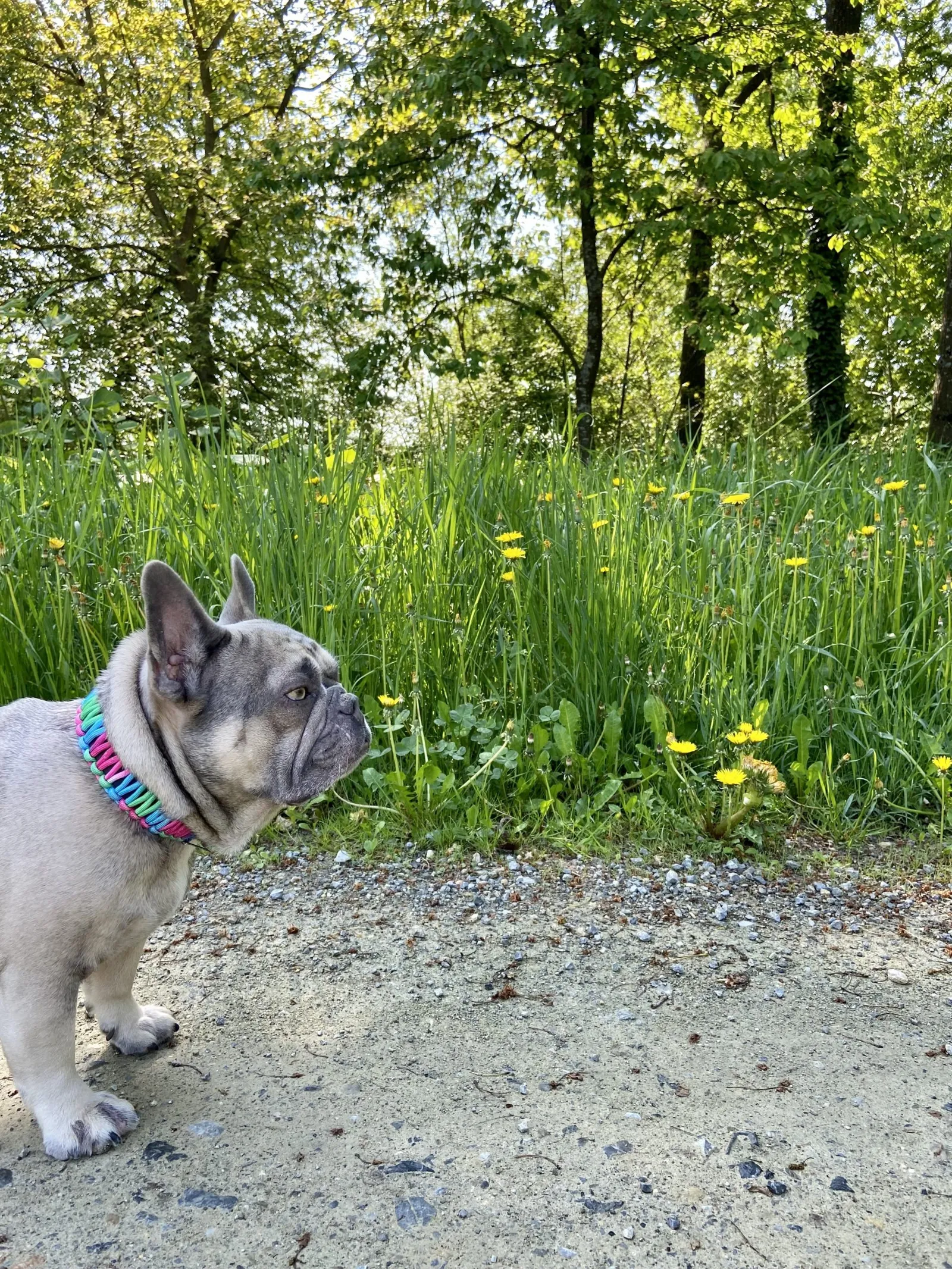 Archie beim Ausflug im Wald