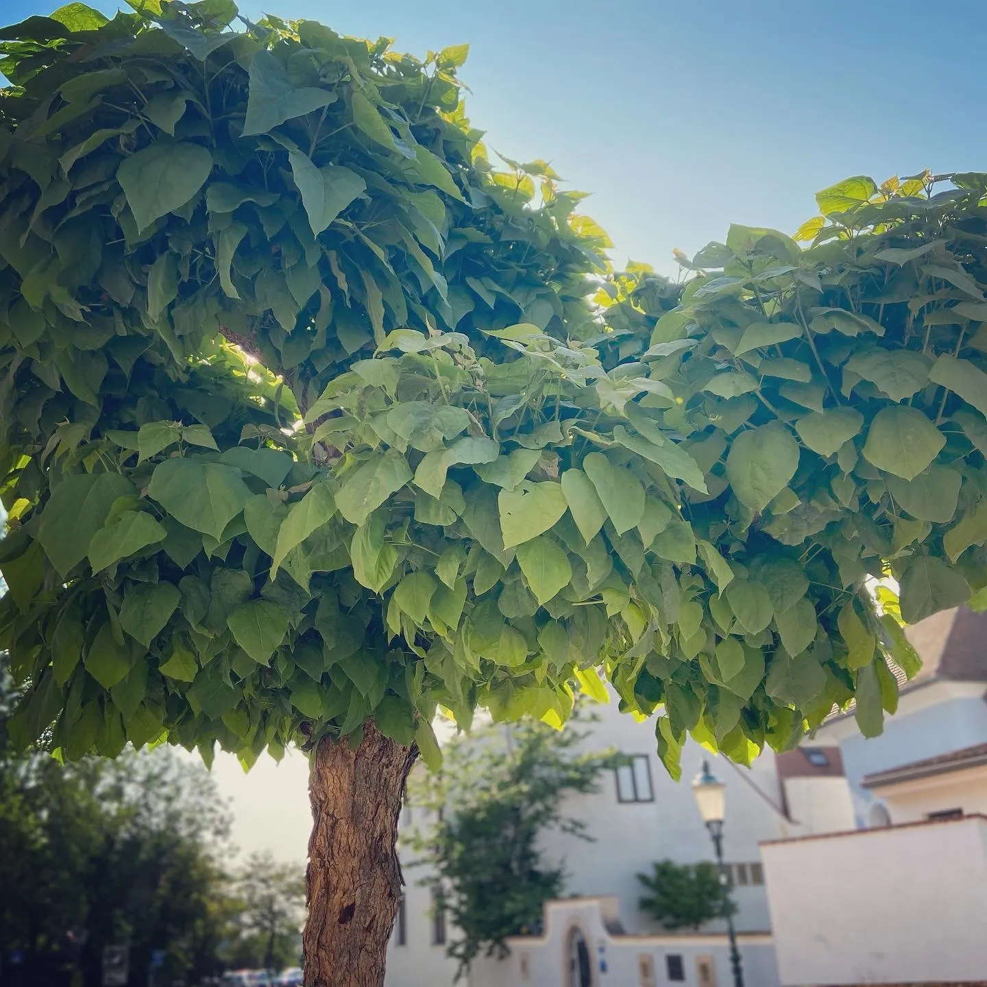 Rust_Baum