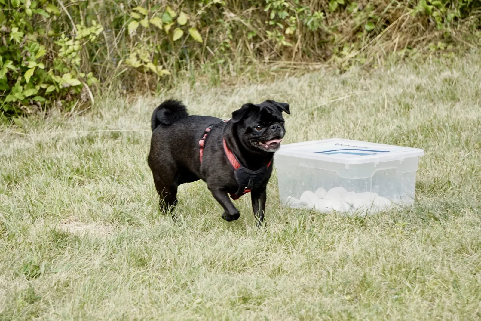 Mops