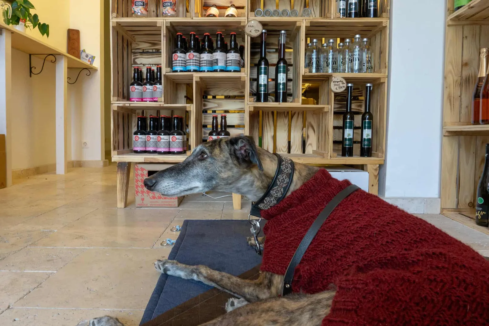 Hunde Ostermarkt
