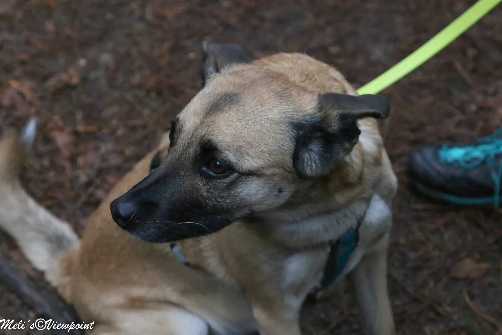 Kräuterwanderung mit Hund in Wöllersdorf-Steinabrückl