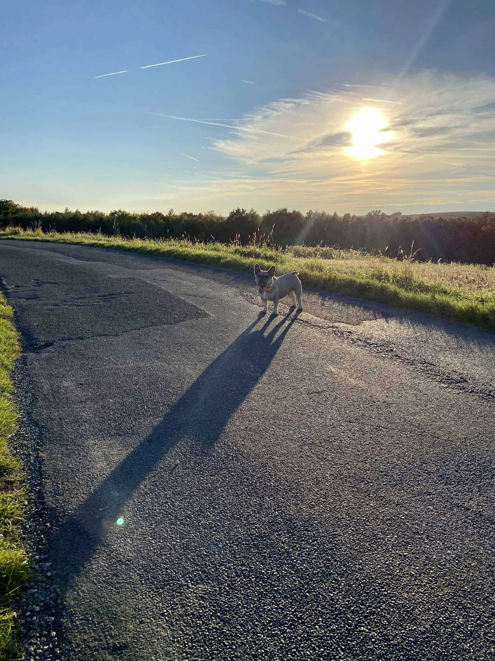 Archie wirft einen langen Schatten auf die Landstrasse