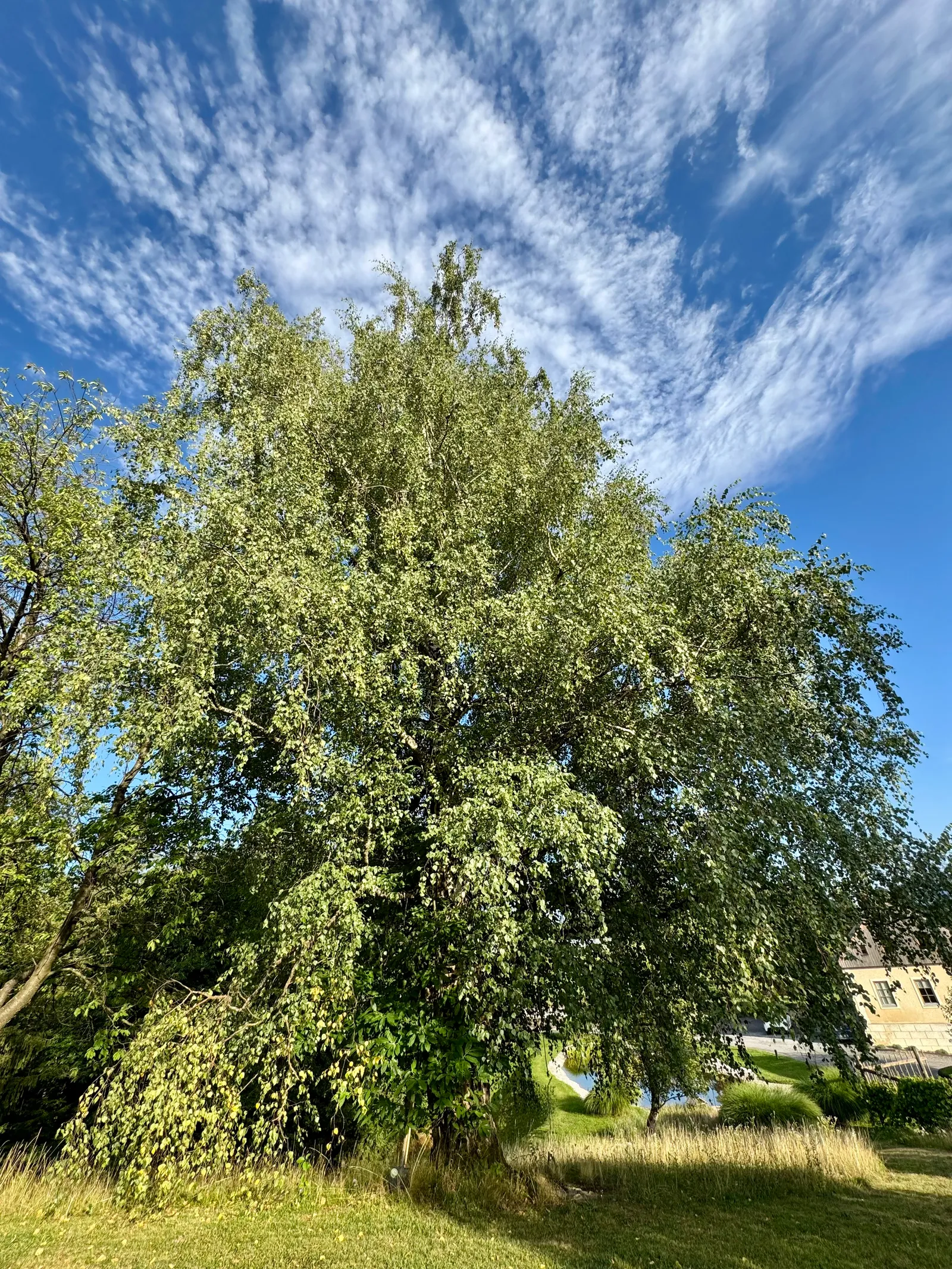 Eine große Birke vor blauem Himmel mit weißen Schleierwolken im Lavender Hill.