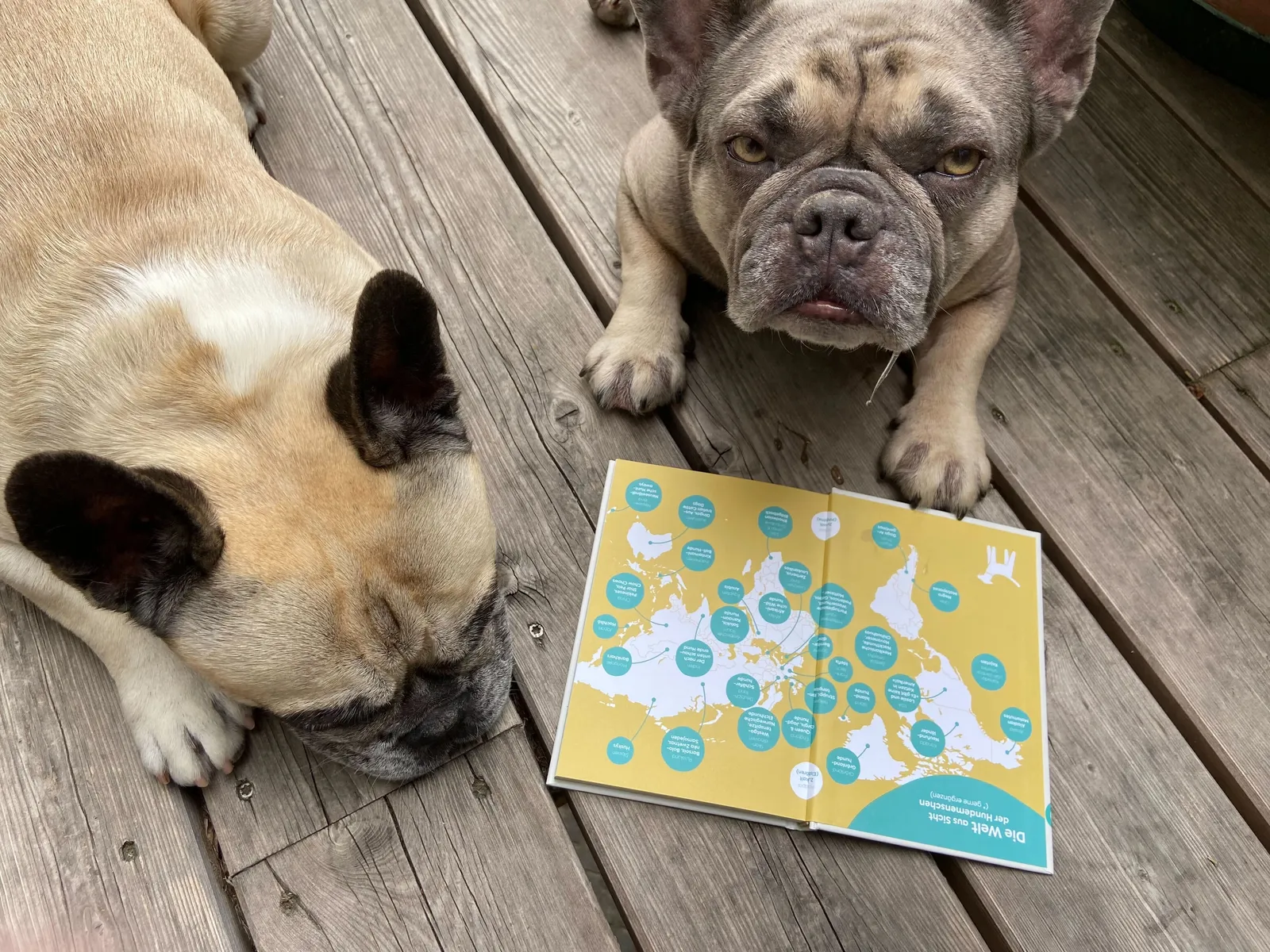 Murphy und Archie lesen Reisehacks für Hundemenschen