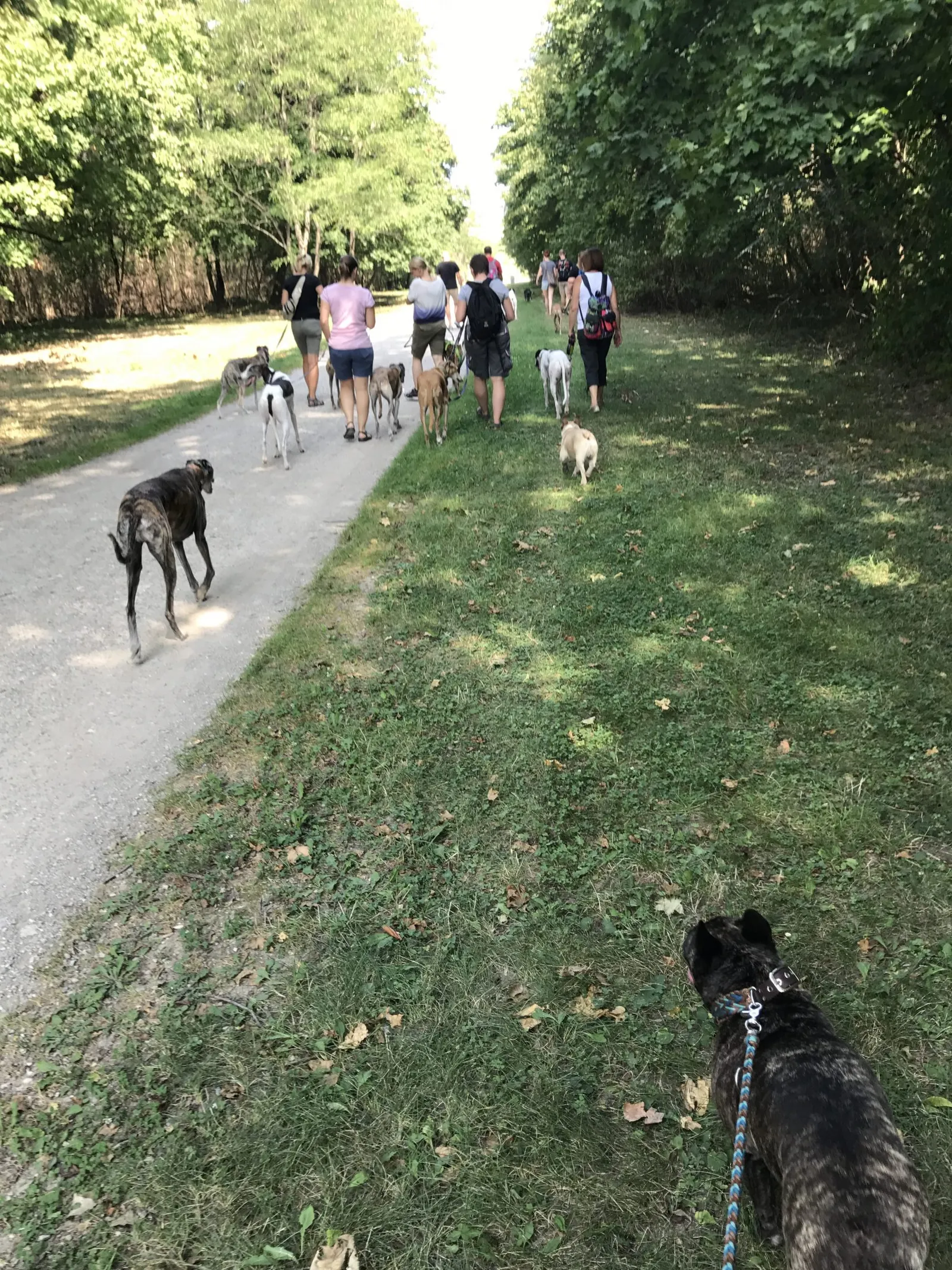 Spaziergang mit Hund in der Prater Hauptallee