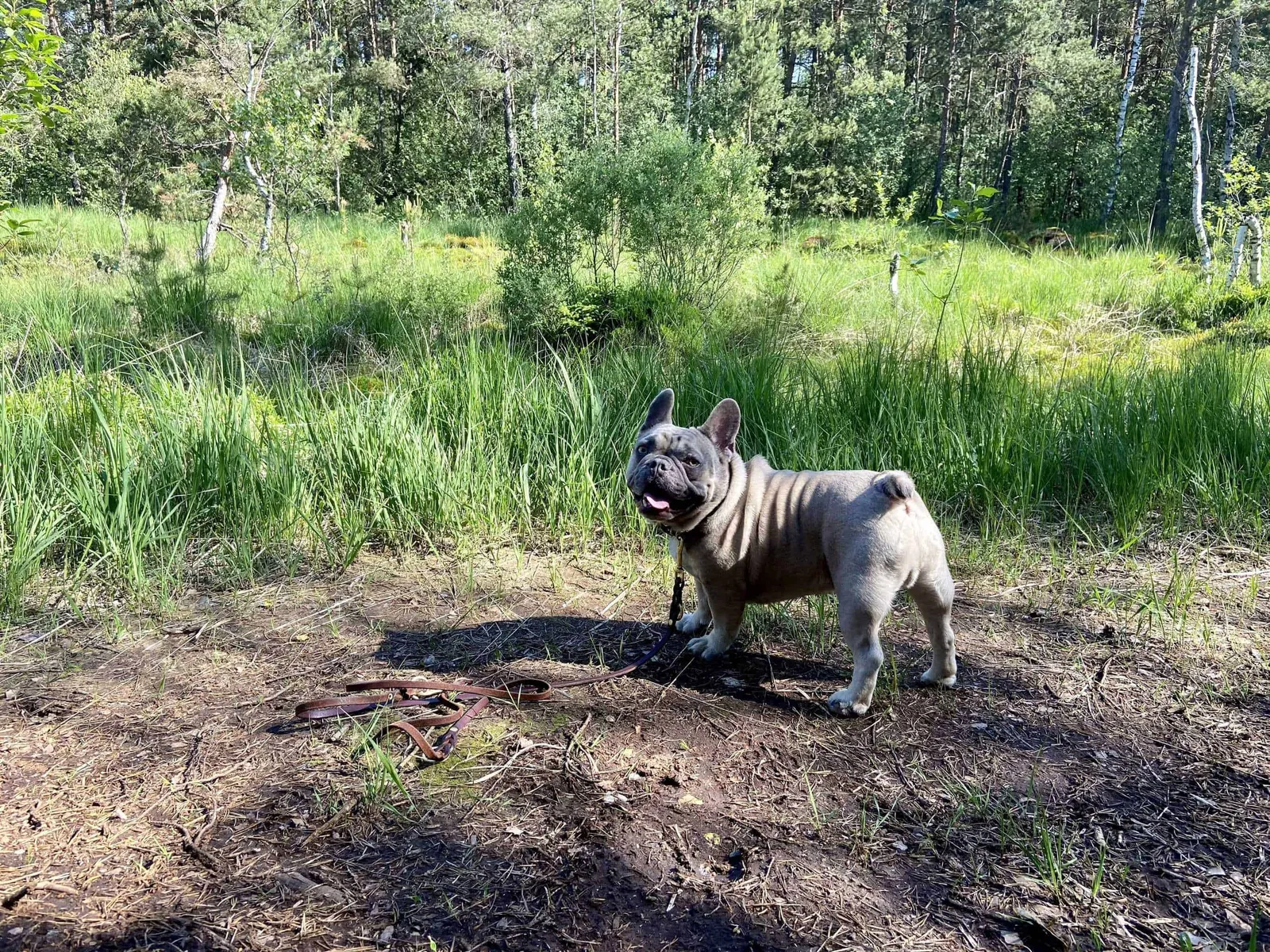 Archie im Hochmoor