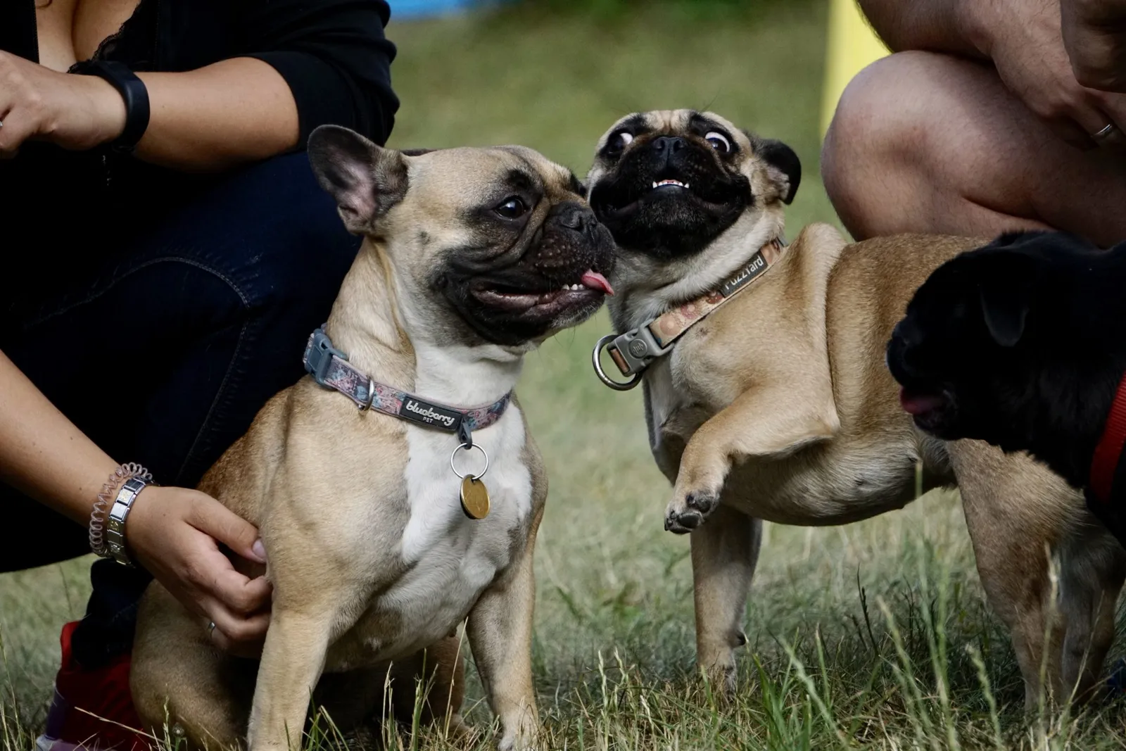 French Bulldog