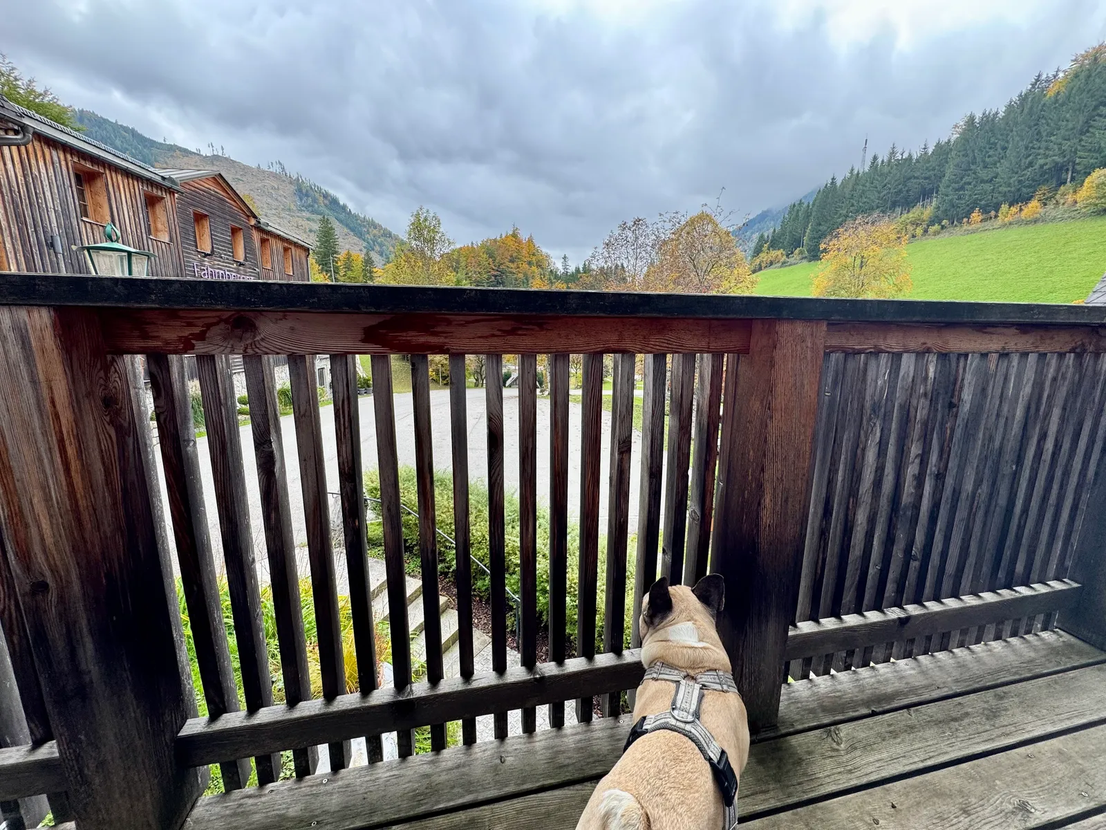 Eine Französische Bulldogge schaut vom Balkon des Hotel Fahrnberger auf ein herbstliches Bergtal.