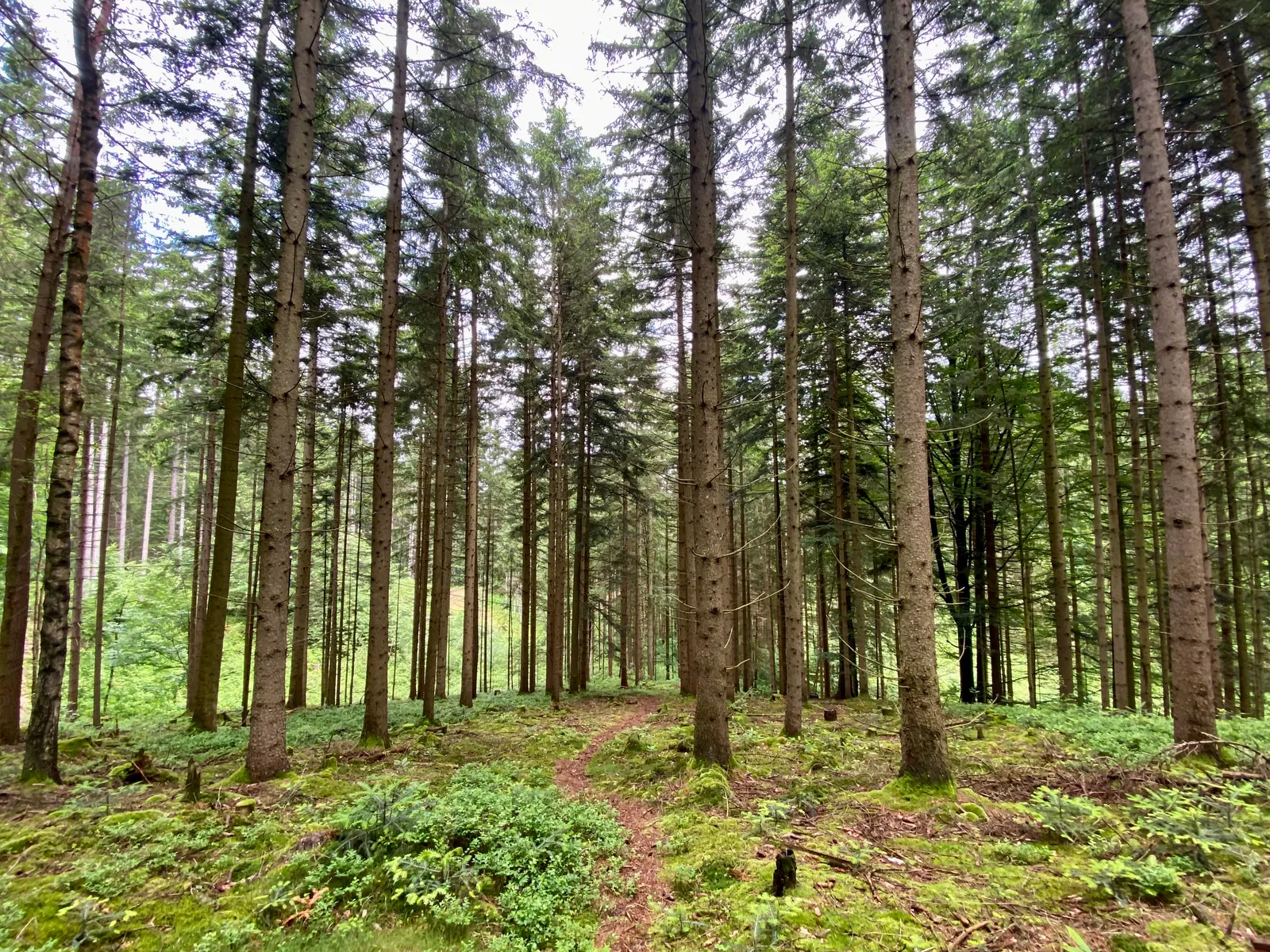 Waldbaden