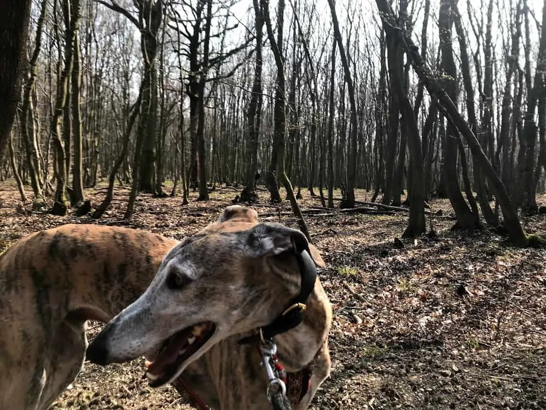 Hundefreundliche Wanderung in Donnerskirchen, Burgenland