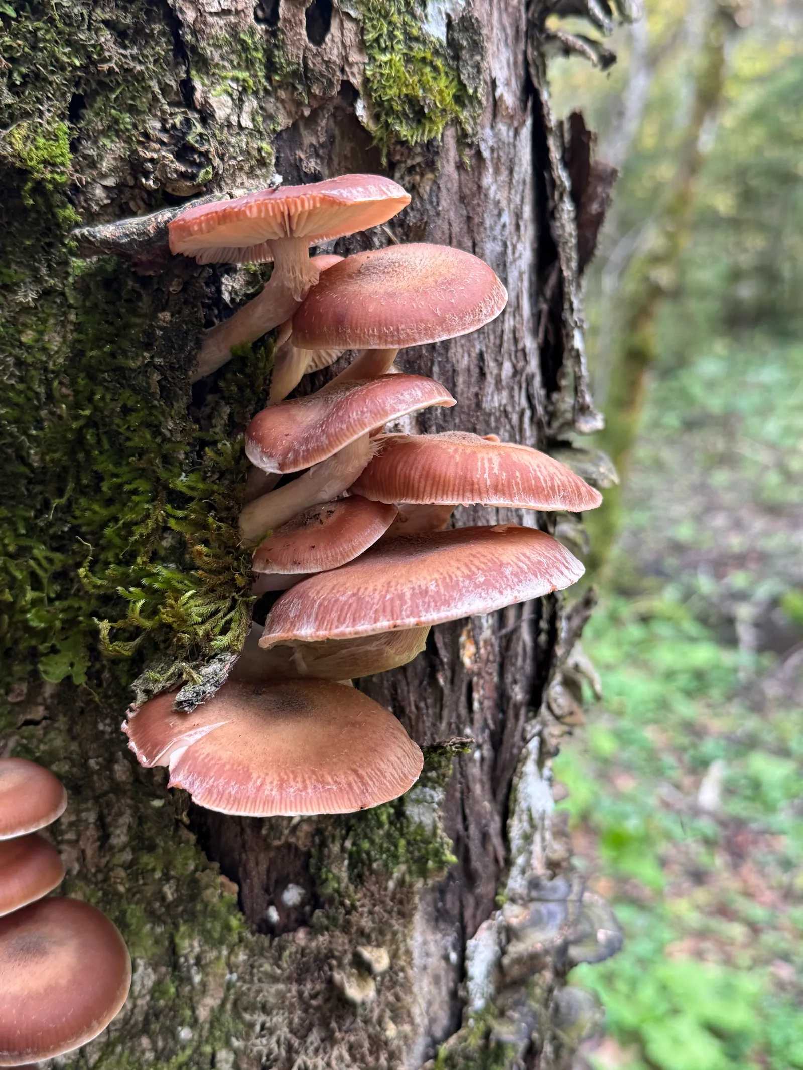 Mehrere braune Pilze wachsen dicht gedrängt an einem moosigen Baumstamm im Wald.