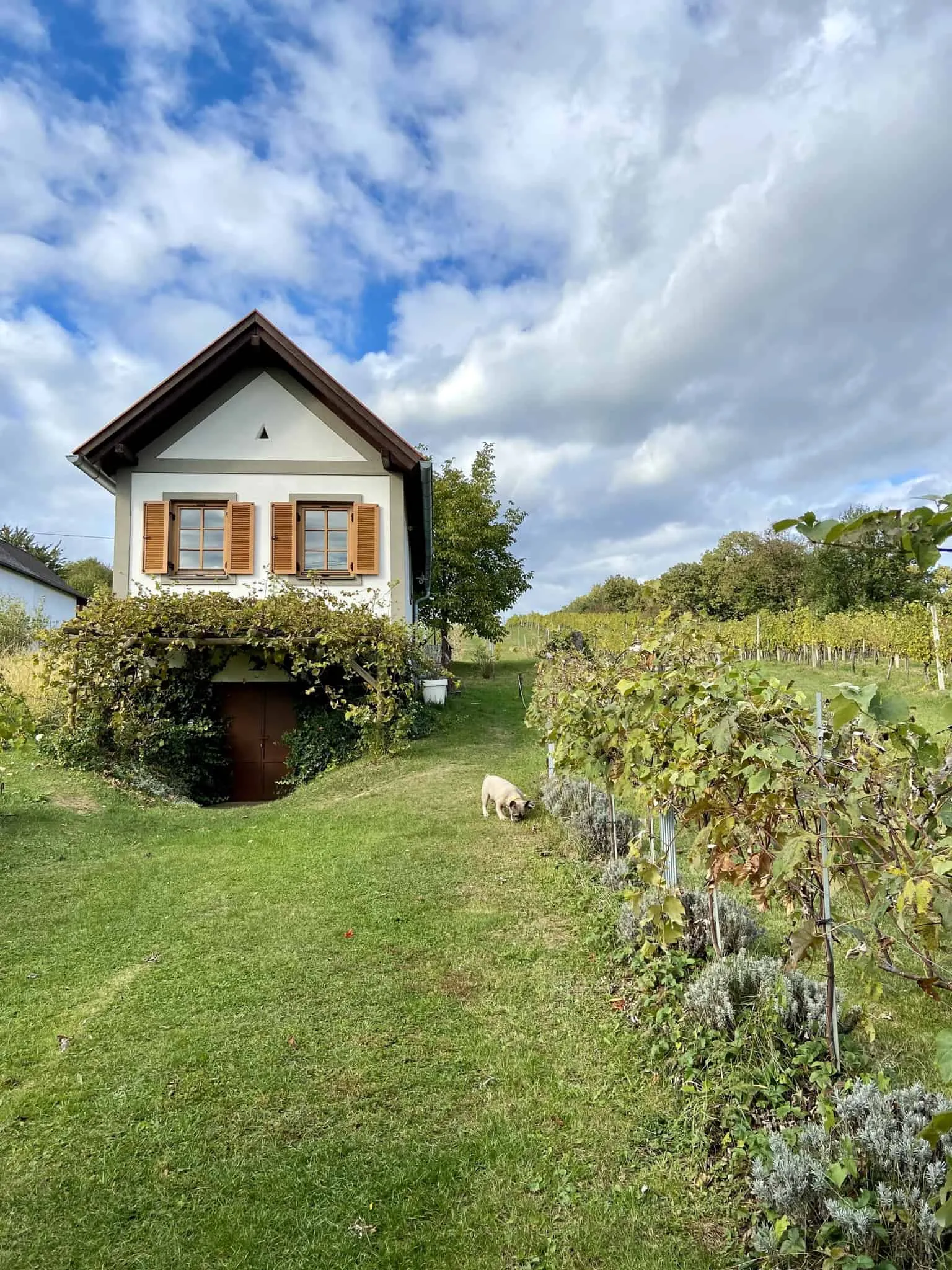 Kellerstöckl Weinloft und Archie im Vordergrund